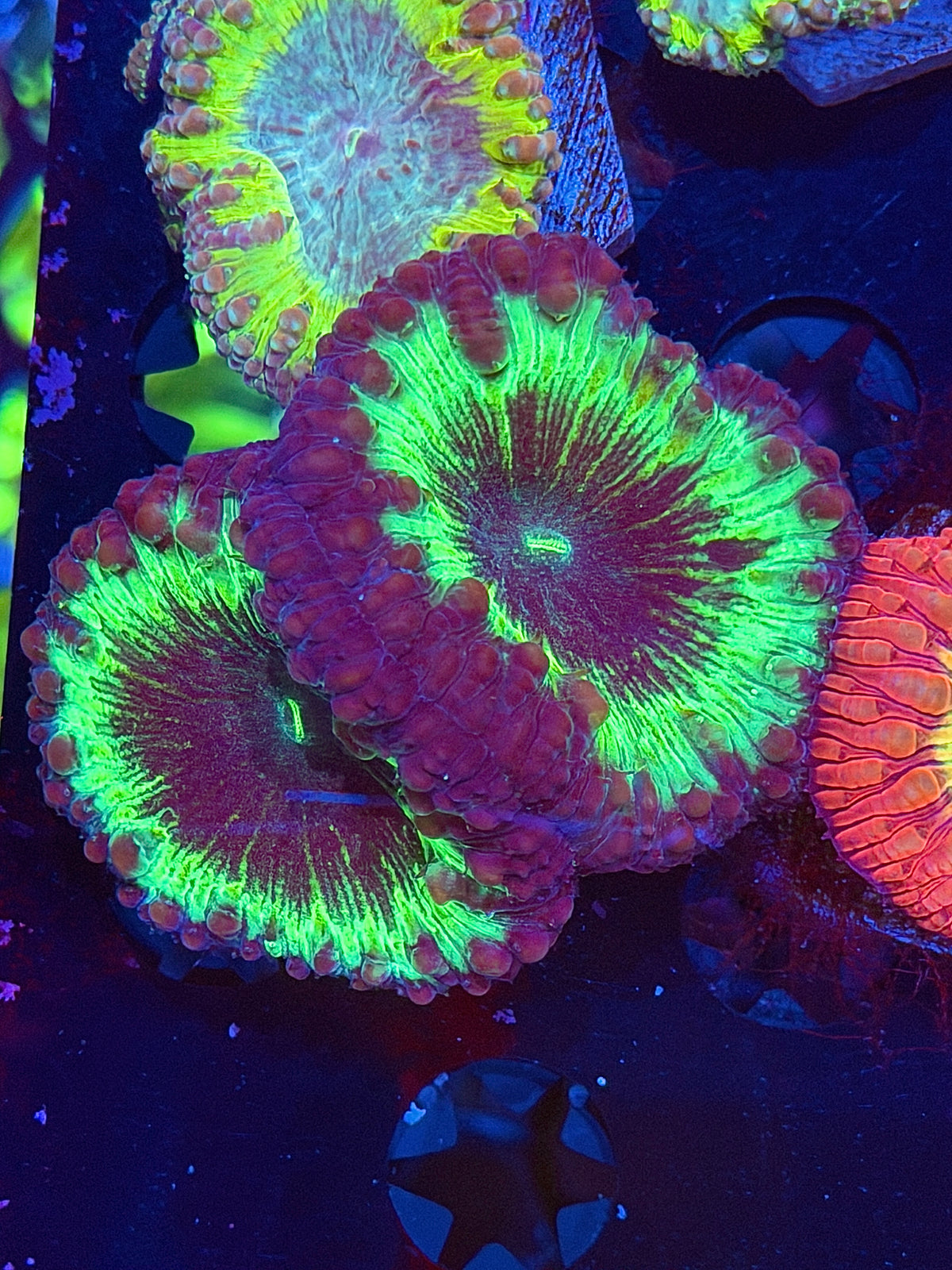 JEA Dark Matter Blastomussa Coral XL