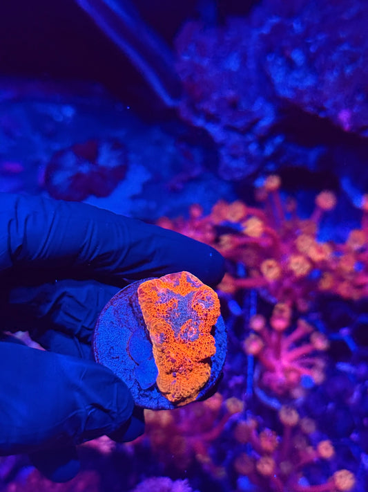 JEA Gobstopper Chalice Coral