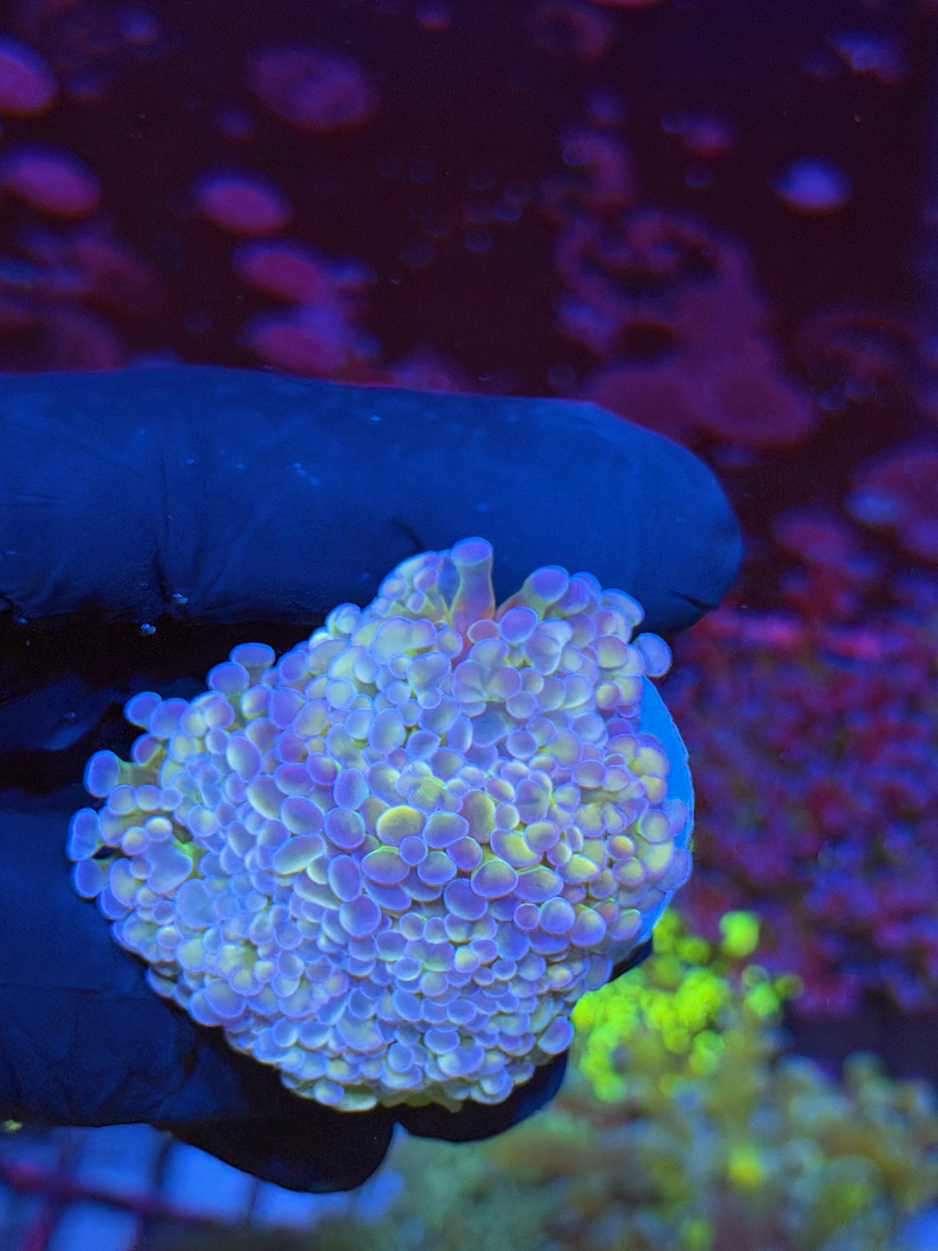 JEA Rainbow Monster Hammer Coral 4 Heads Splitting XL *New Release* 7/15