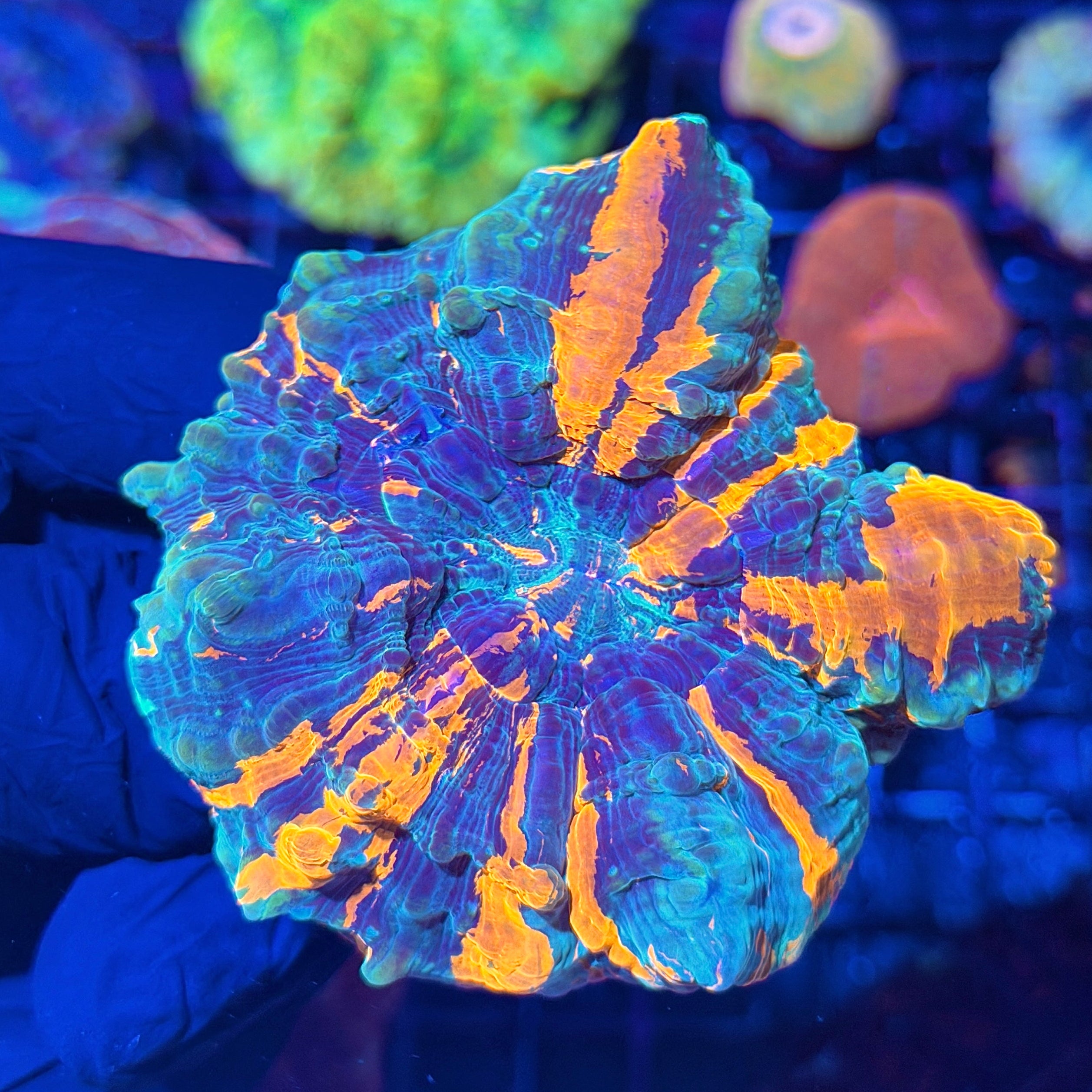 Bright Striped Acanthophyllia Meat Coral 8/1