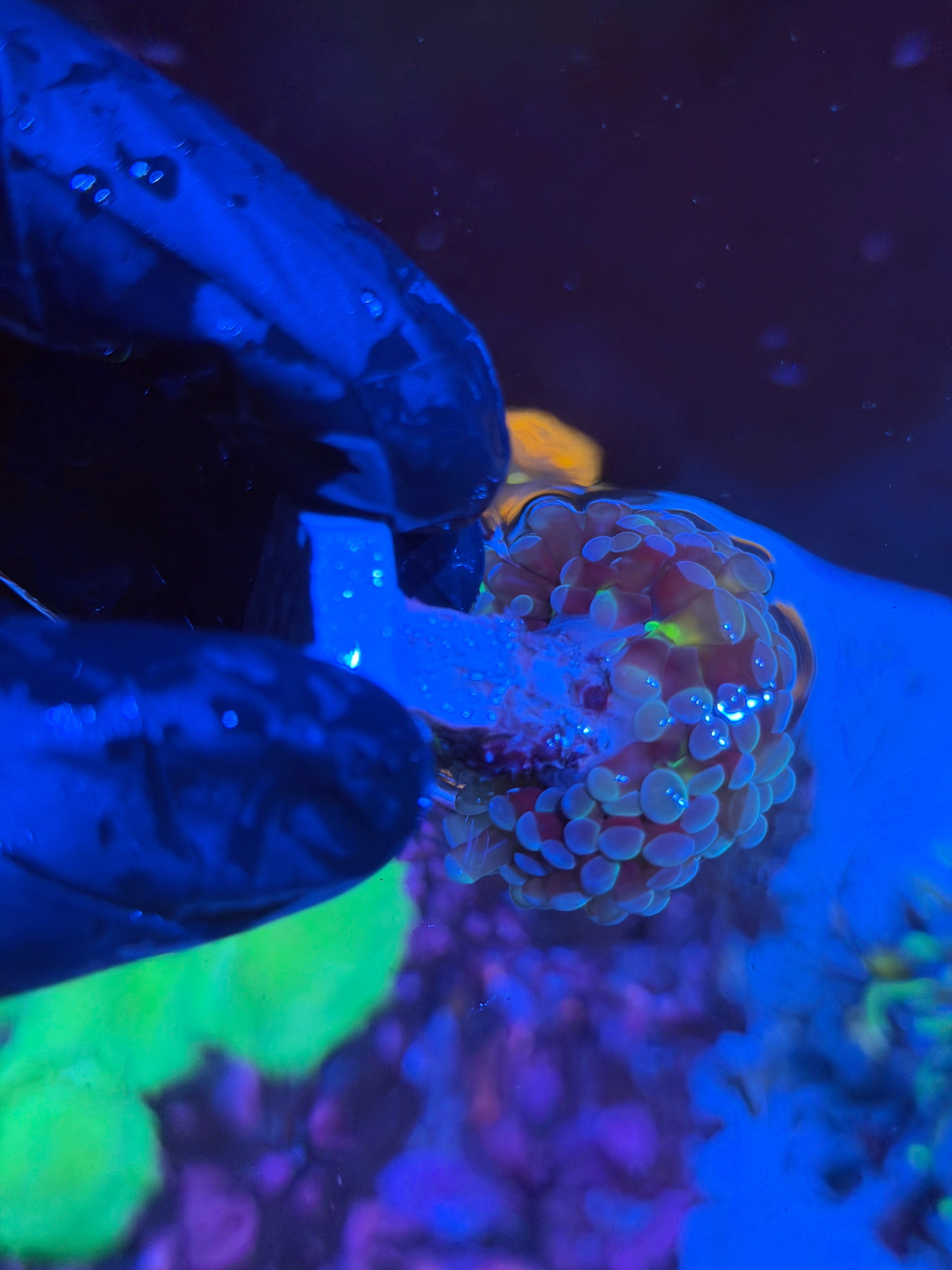 JEA 24K Hammer Coral 1 XXL Head  Splitting