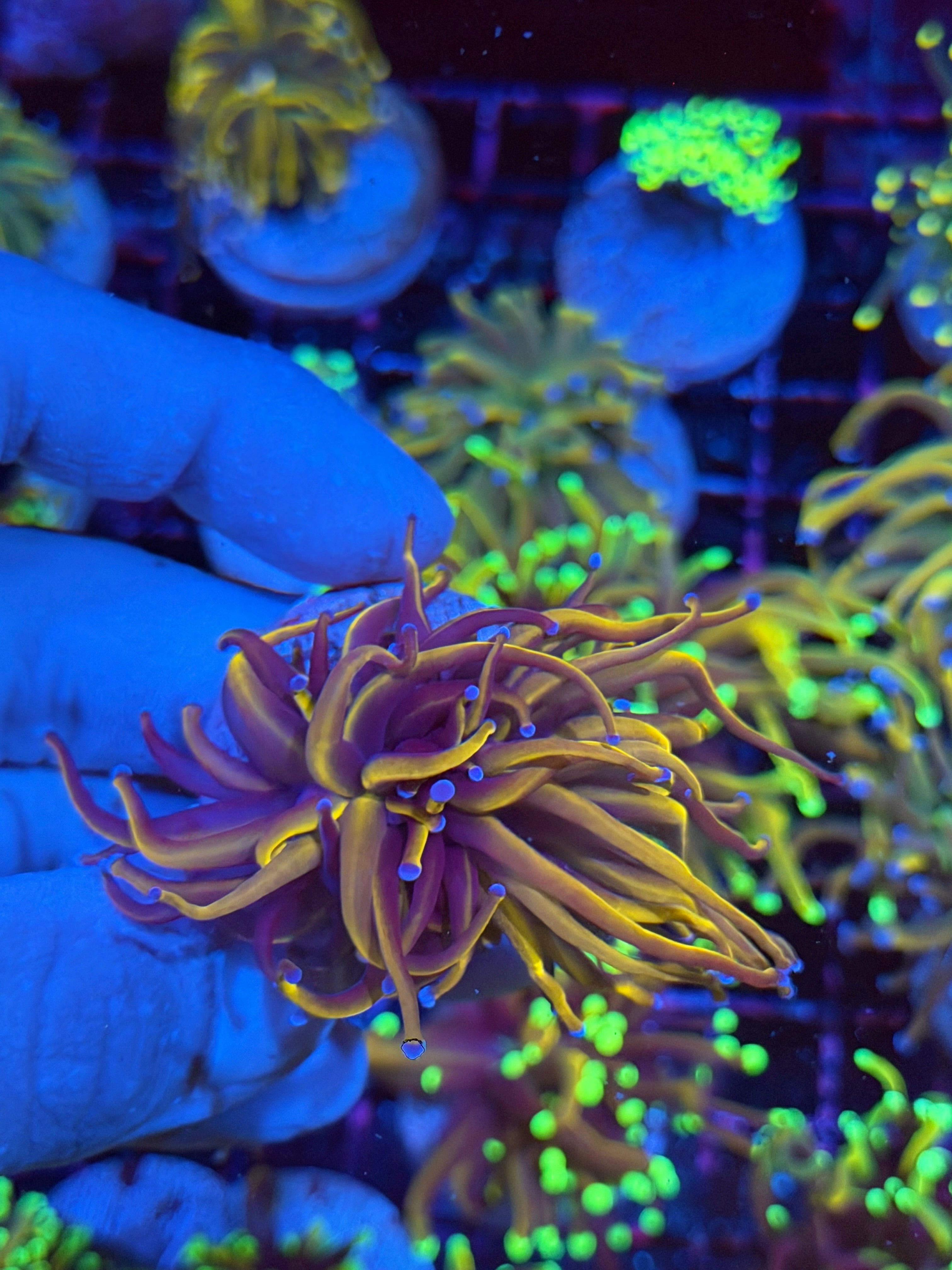 JEA Orange Peel Torch Coral Splitting Head
