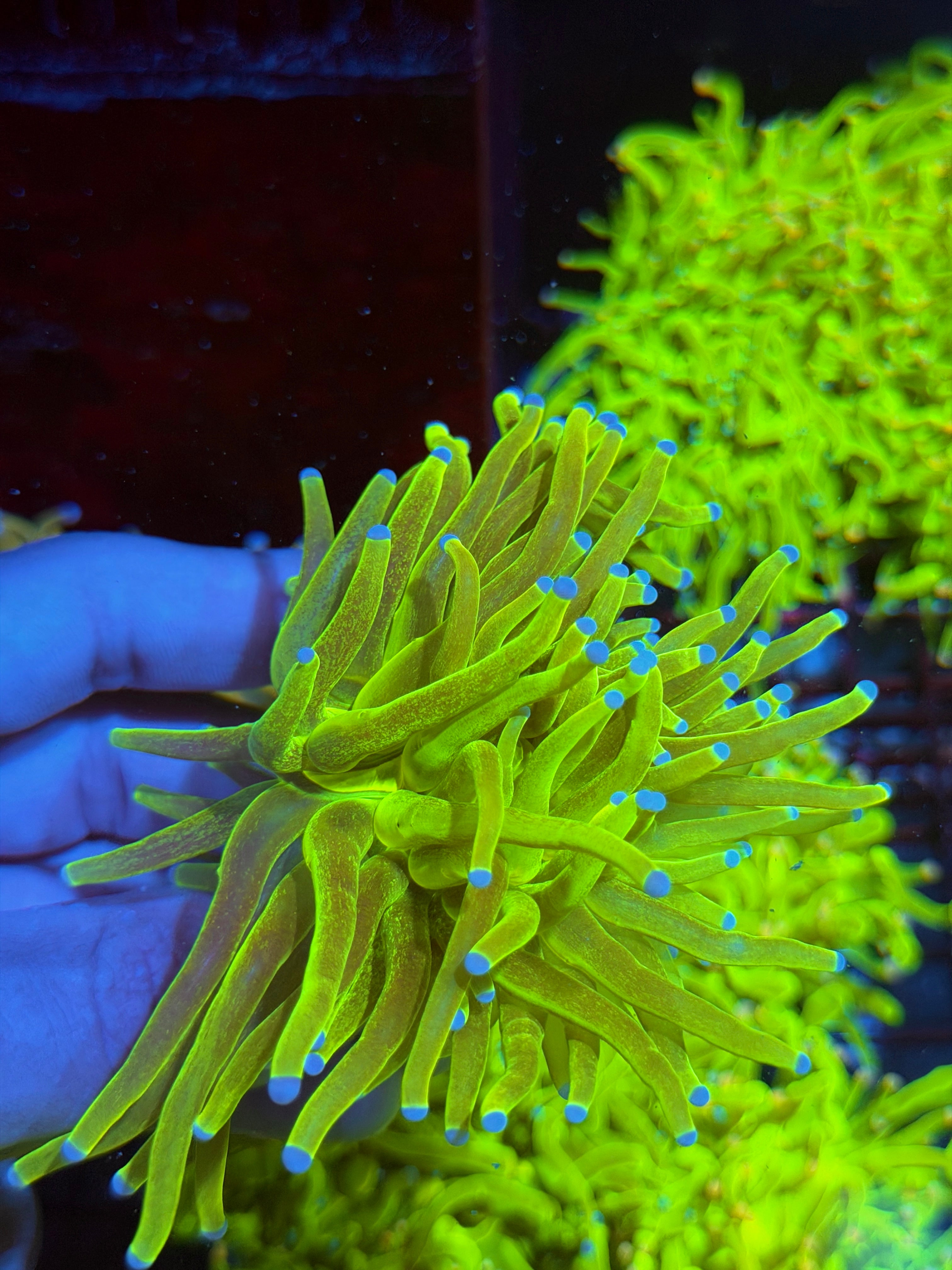 JEA Glitter Holy Grail Torch Coral 1 XL Head 9/5
