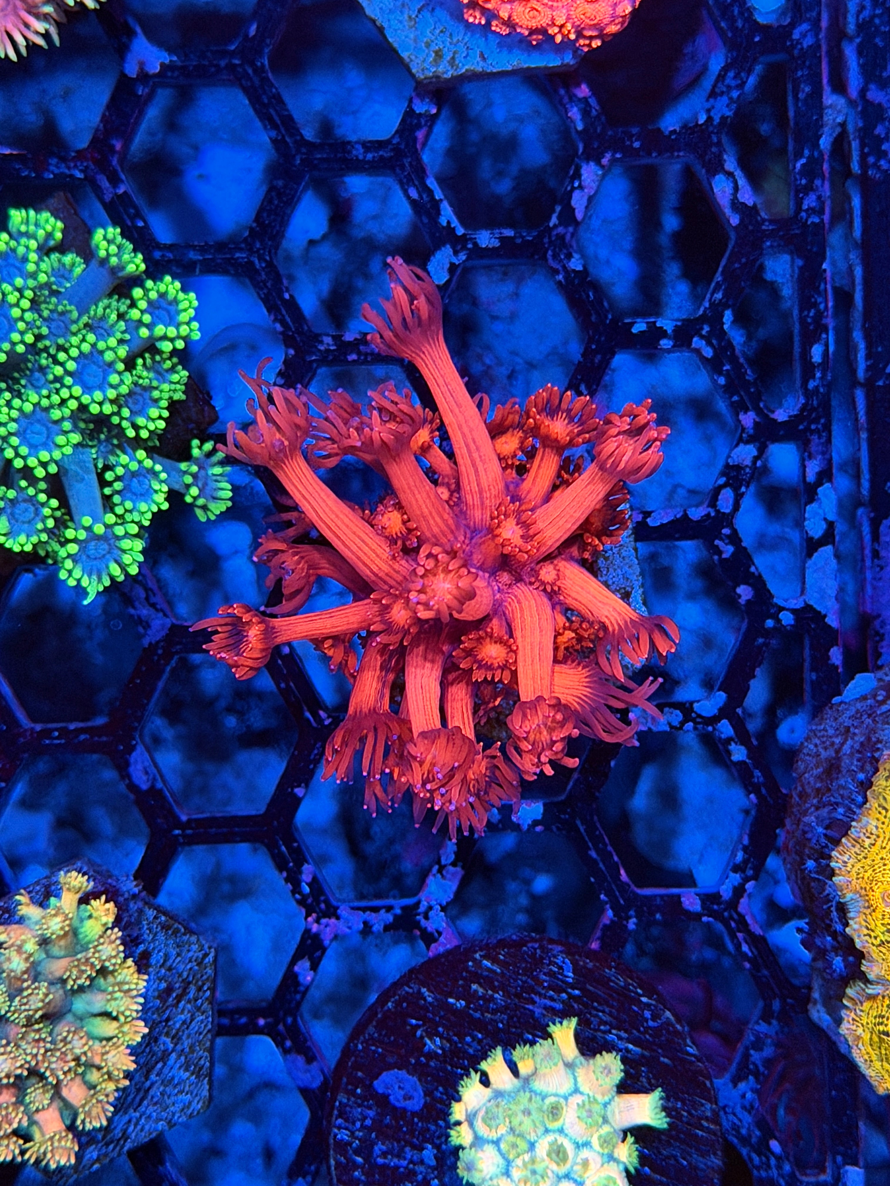 JEA Red Devil Goniopora Coral