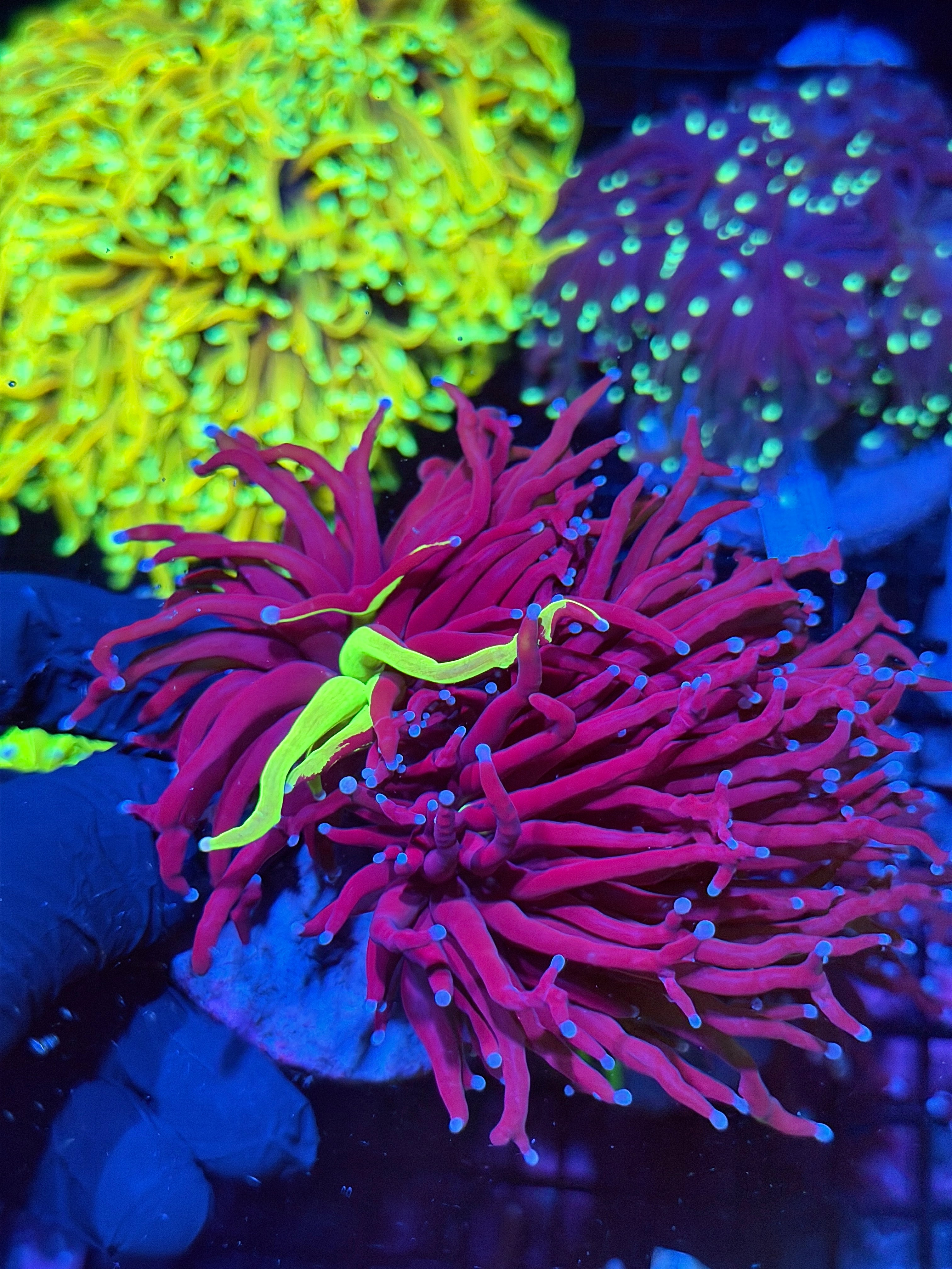 JEA Grafted Holy Grail Torch Coral 2 XXL Heads (RARE)