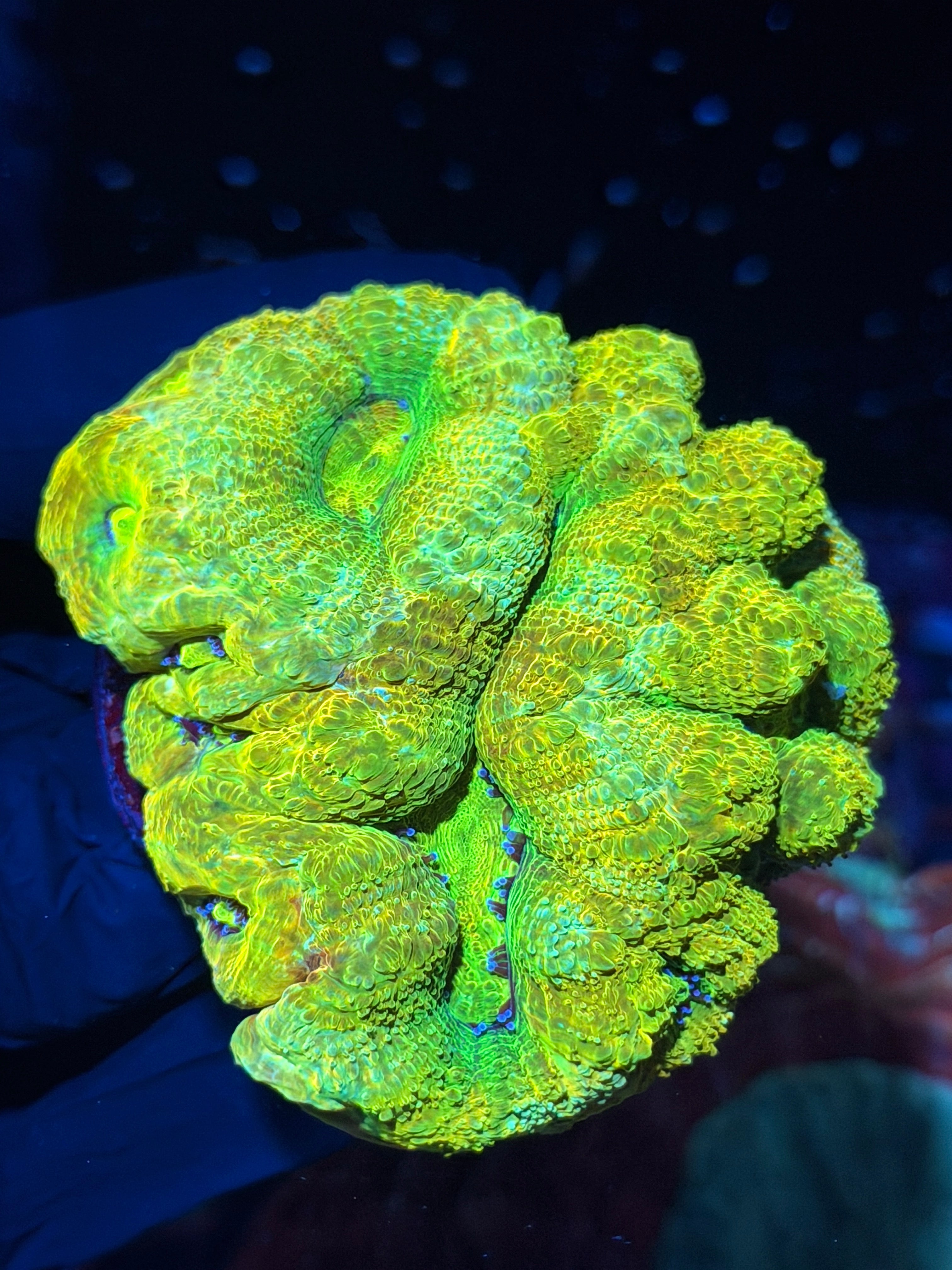 JEA Rainbow Relic Bowerbanki Coral Colony XXXL *COLLECTORS PIECE* 18+ Heads