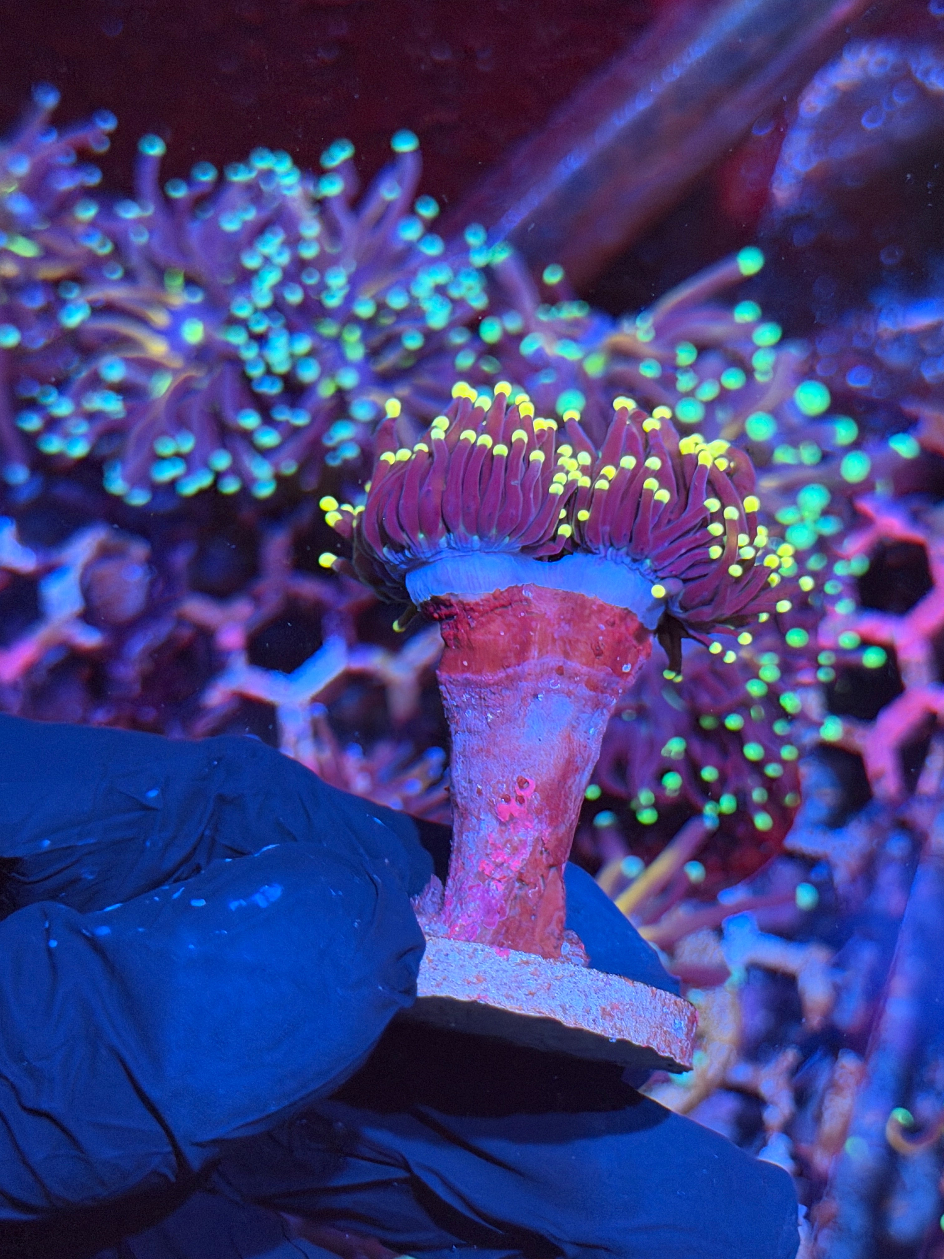JEA Joker Torch Coral 2 Heads XL 8/29