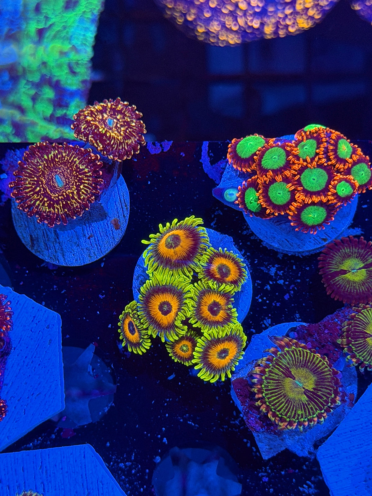 JEA Super Saiyan Zoanthid Coral 7 Polyps XL