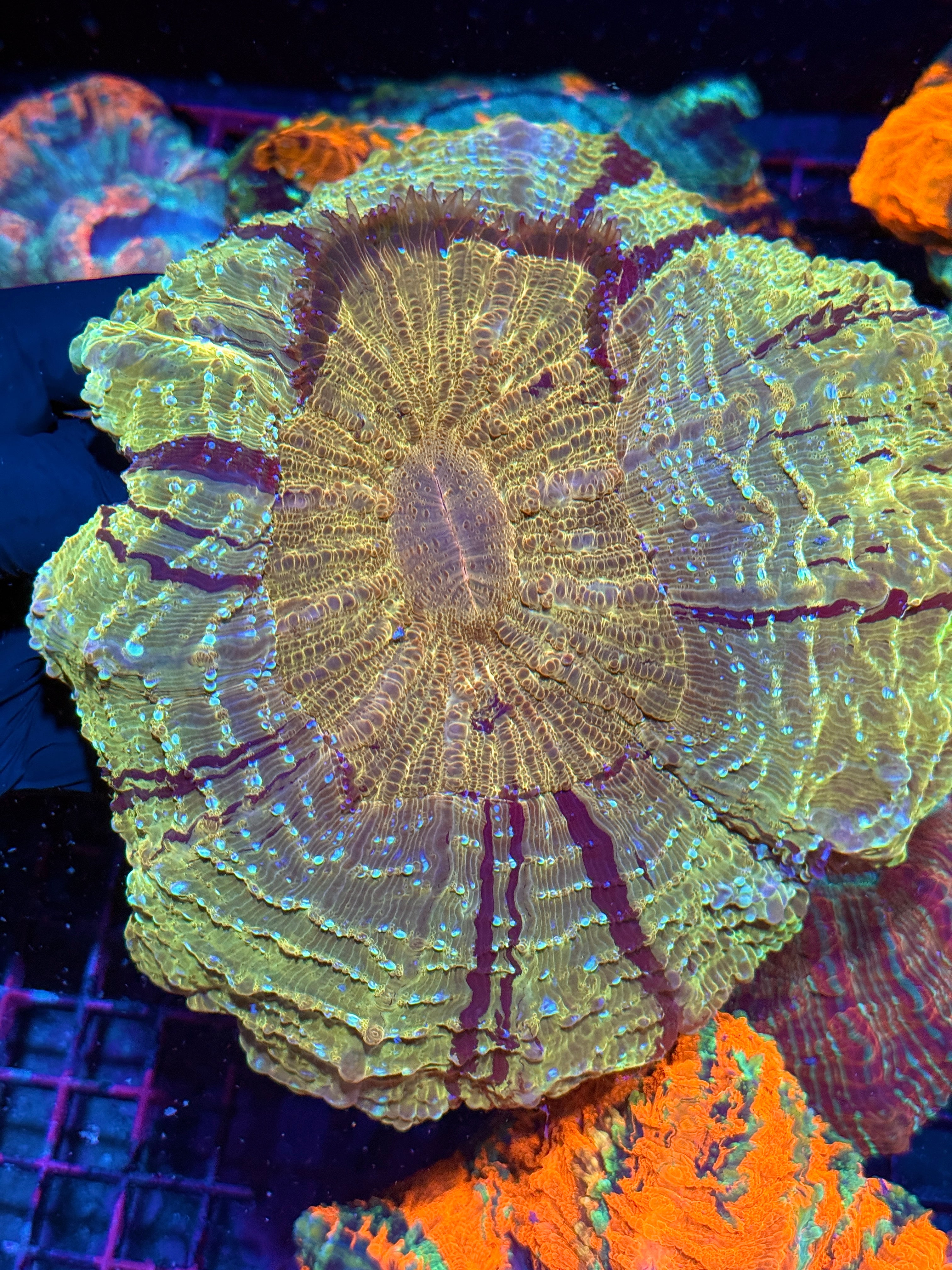 Gold Striped Acanthophyllia Meat Coral XXL Show Sized