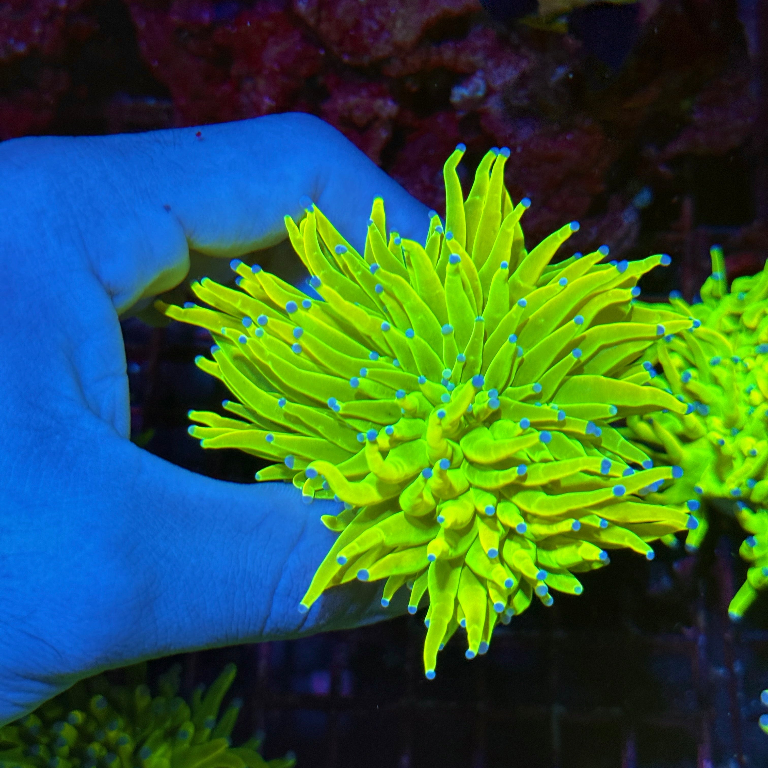 JEA Holy Grail Torch Coral 2 XL Heads 10/12
