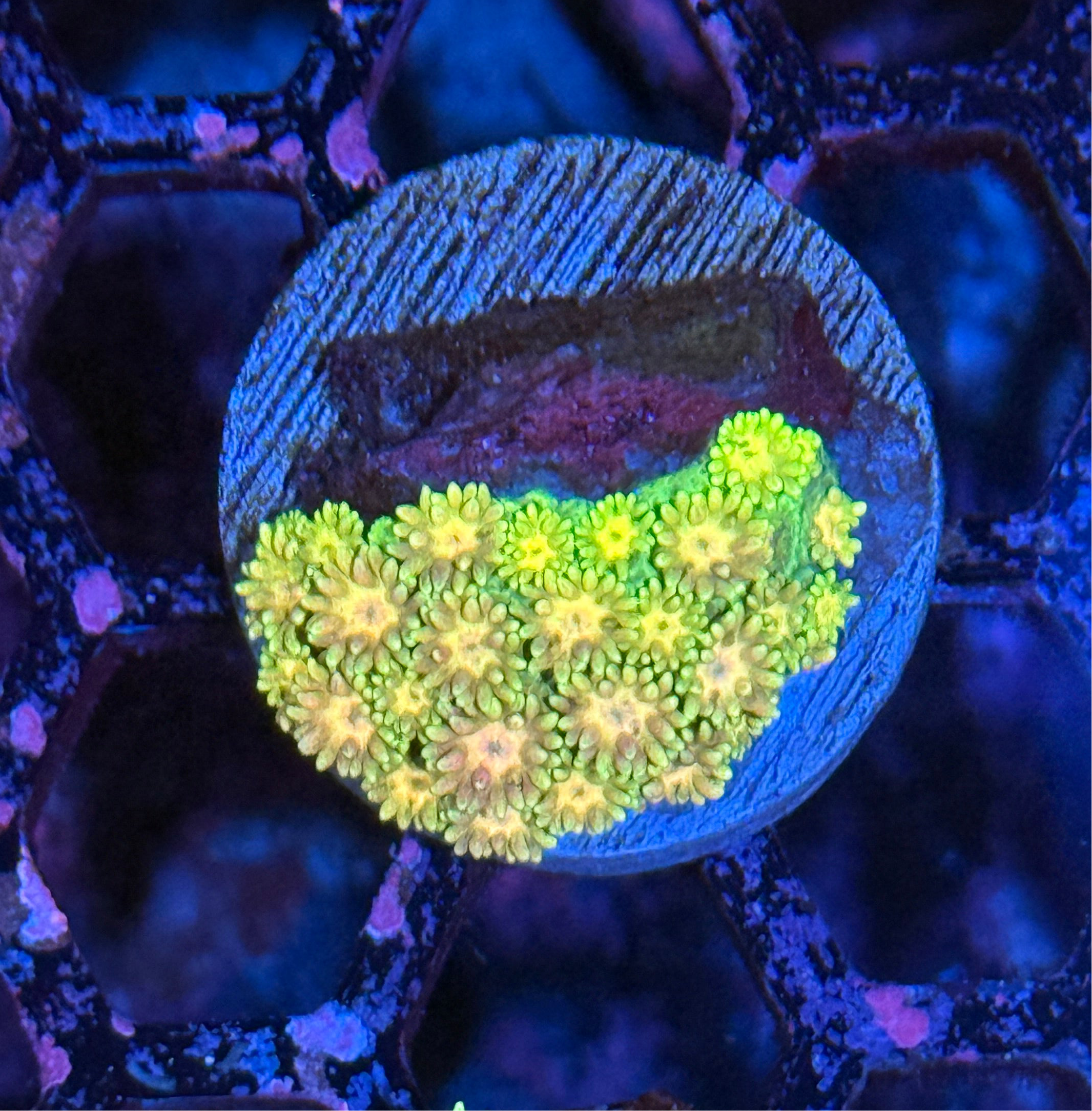 JEA Rainbow Goniopora Coral