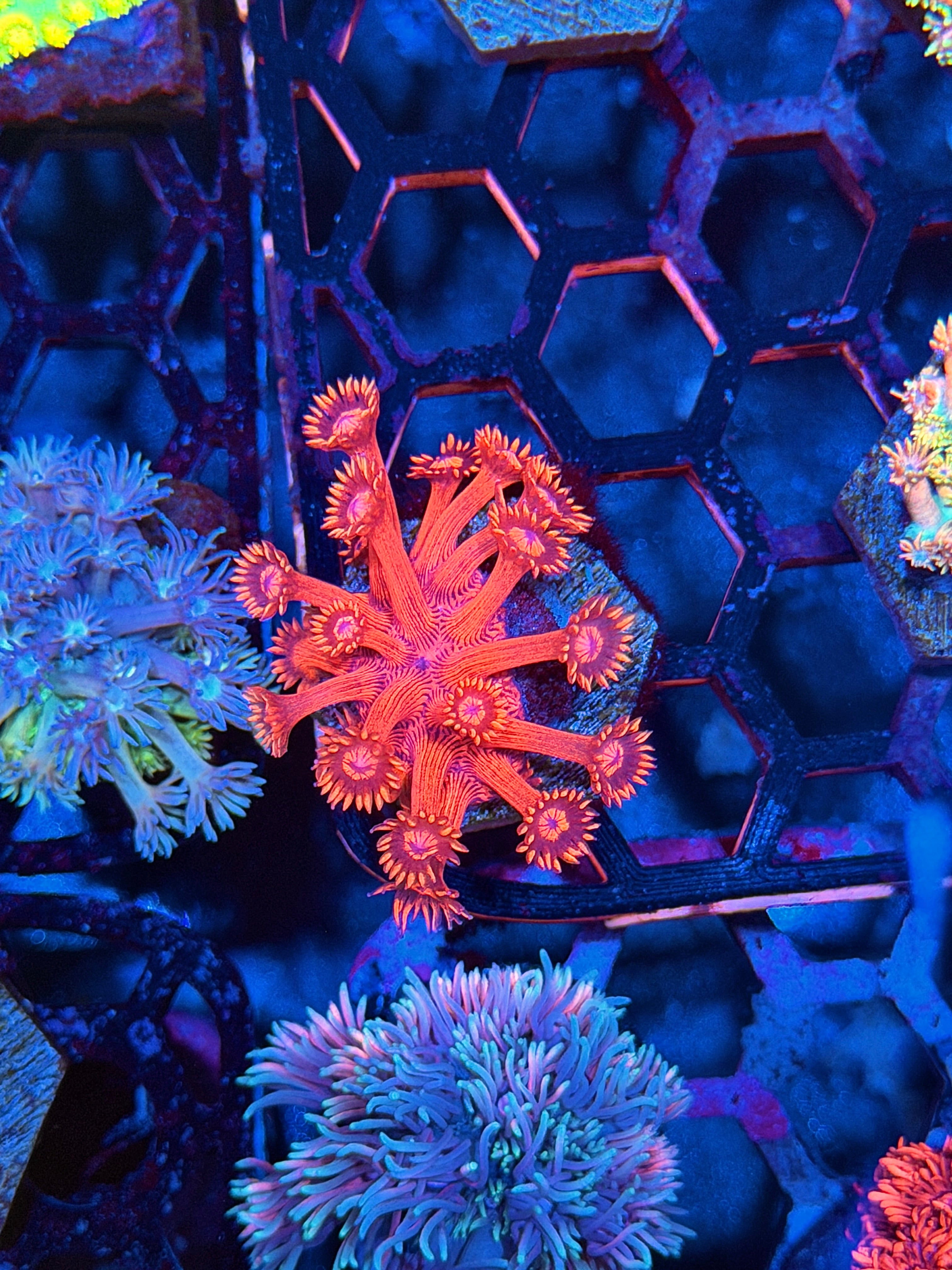 JEA Red Devil Goniopora Coral
