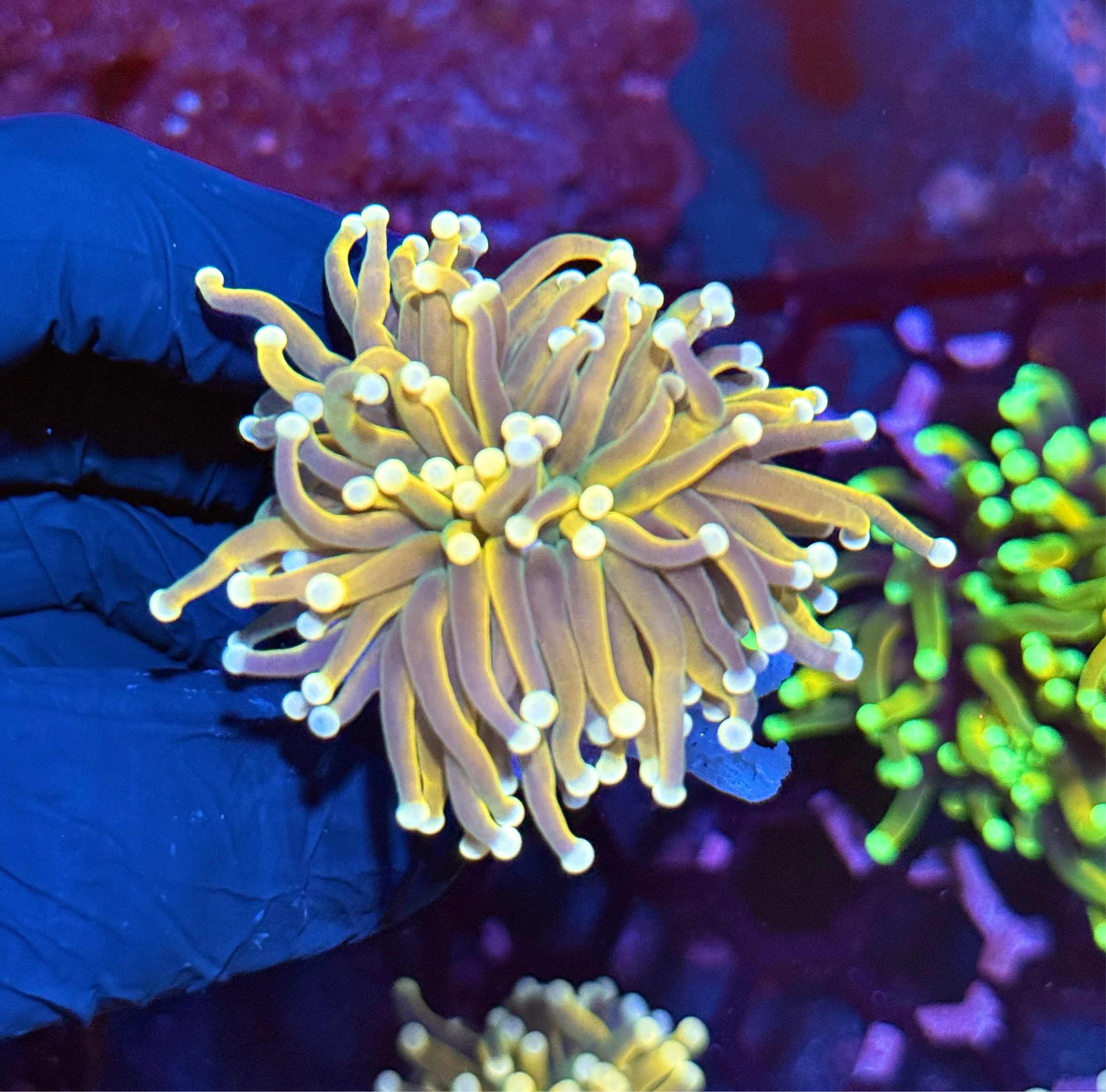 JEA Banana Torch Coral Variant 1 XL Head