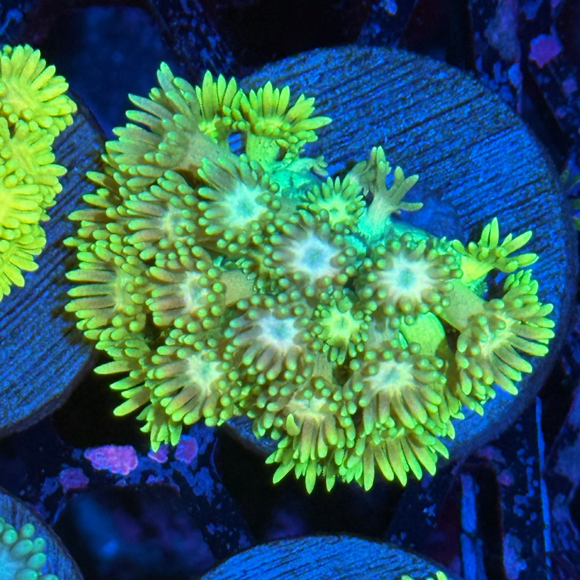 JEA Neon Rainbow Goniopora coral