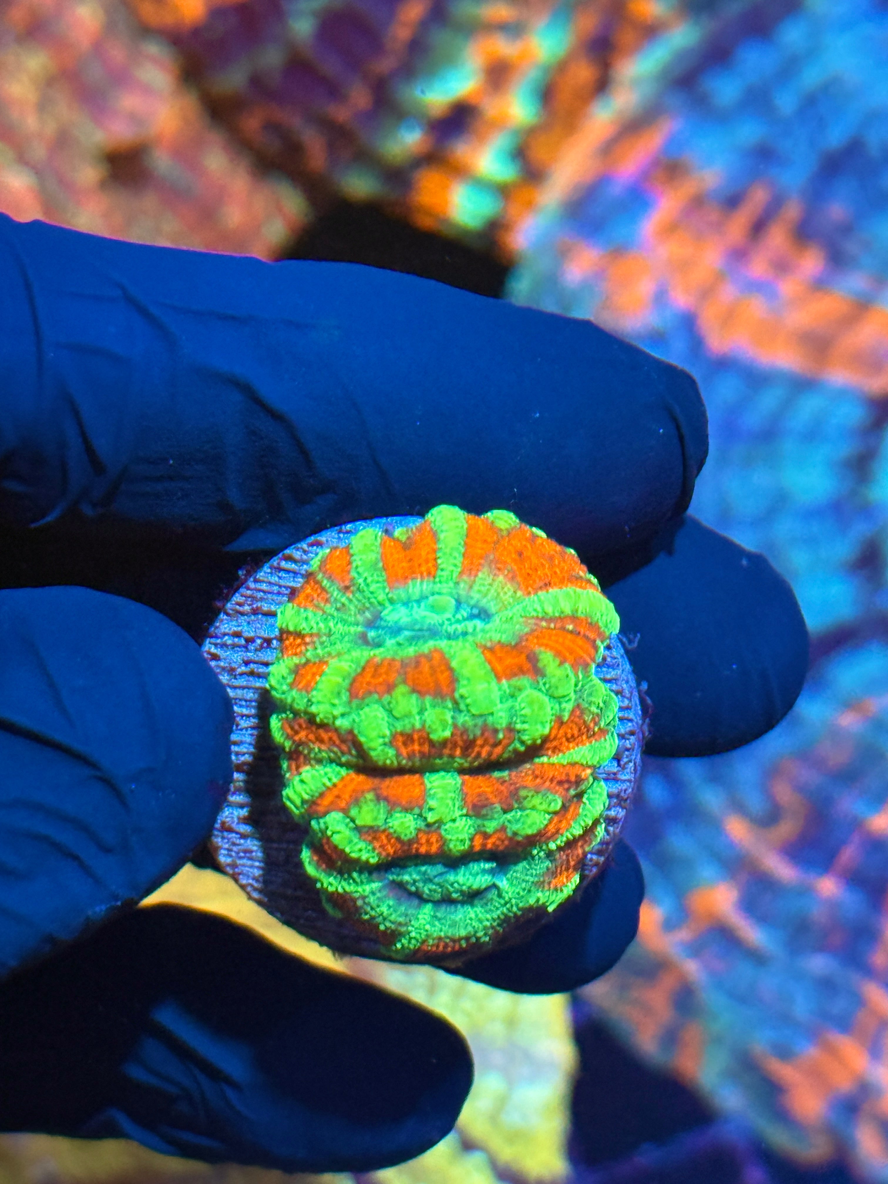 JEA Watermelon Splash Asian Acans 2 XL Heads