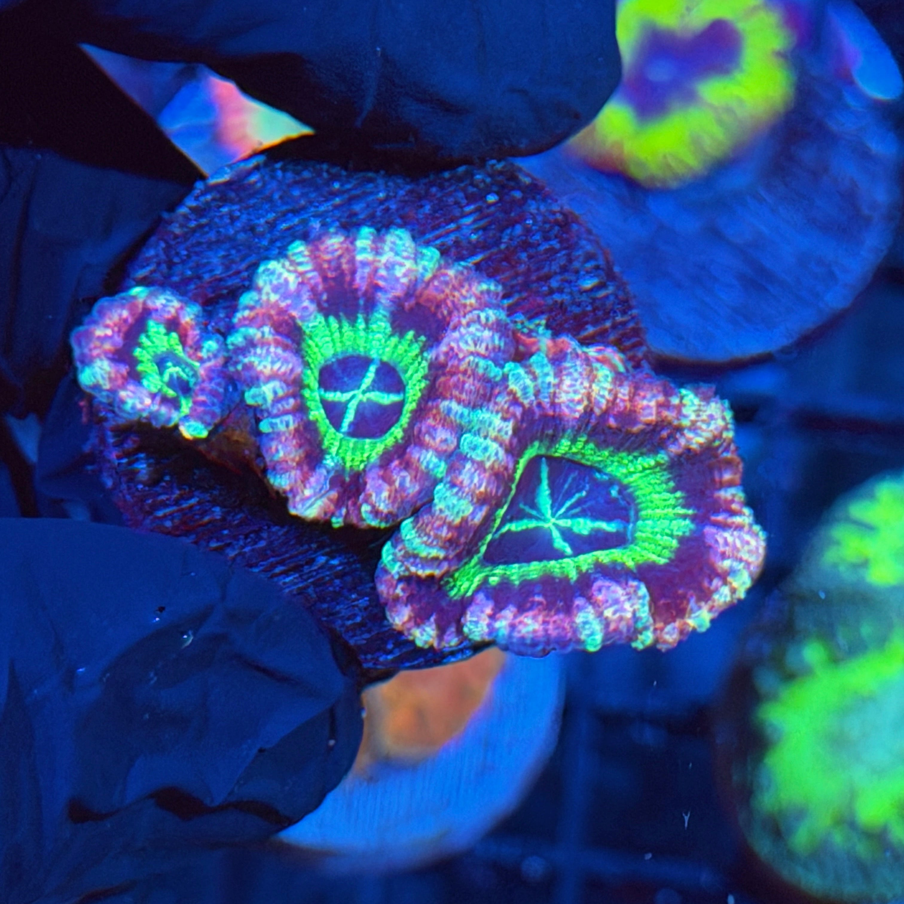 Jay's Exotic Corals