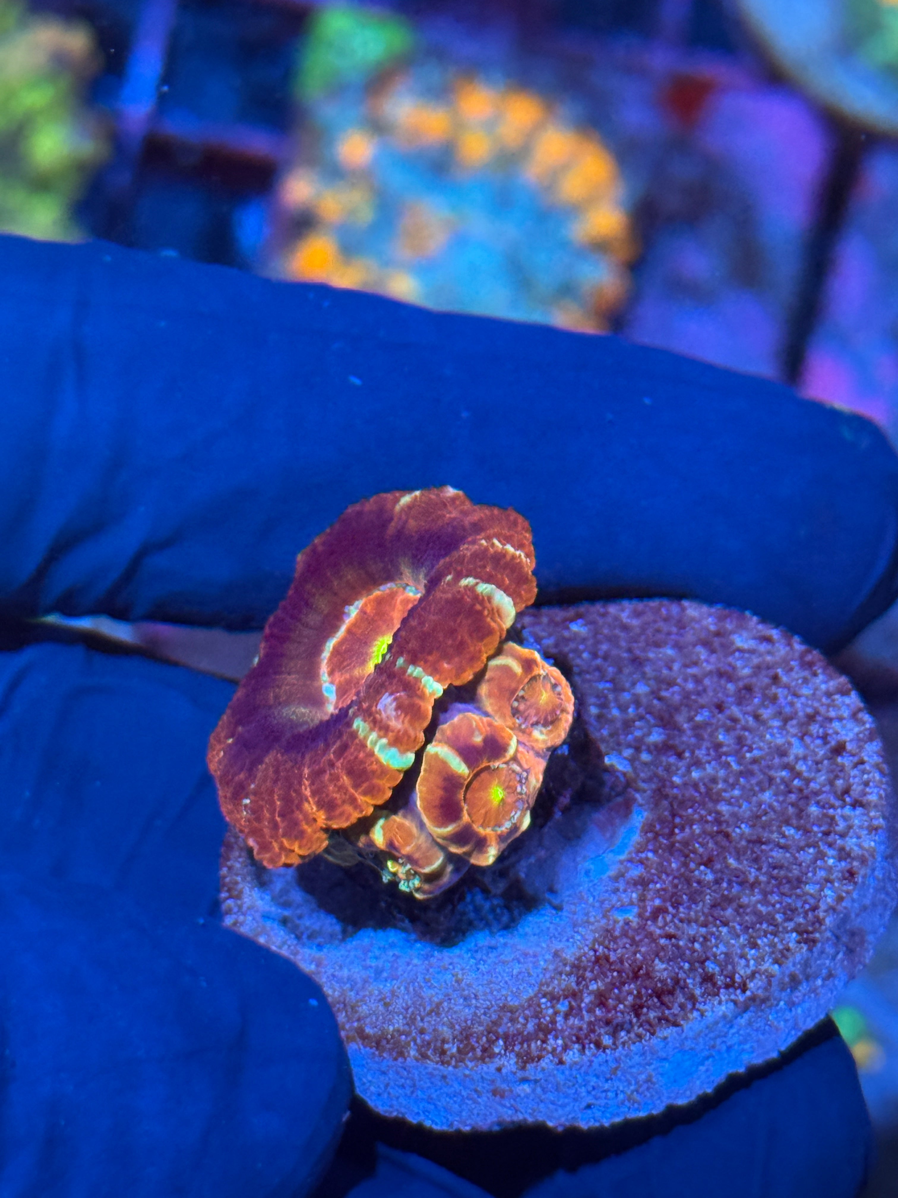 JEA Evil Eye Asian Acans Coral 4 Heads