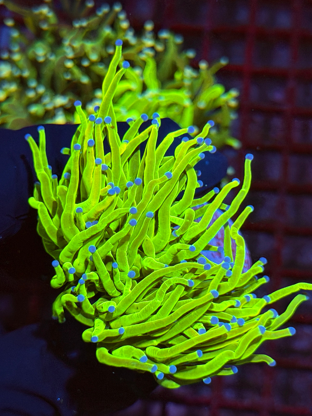 JEA 24K Holy Grail Torch Coral 1 XXL Head Splitting 9/22