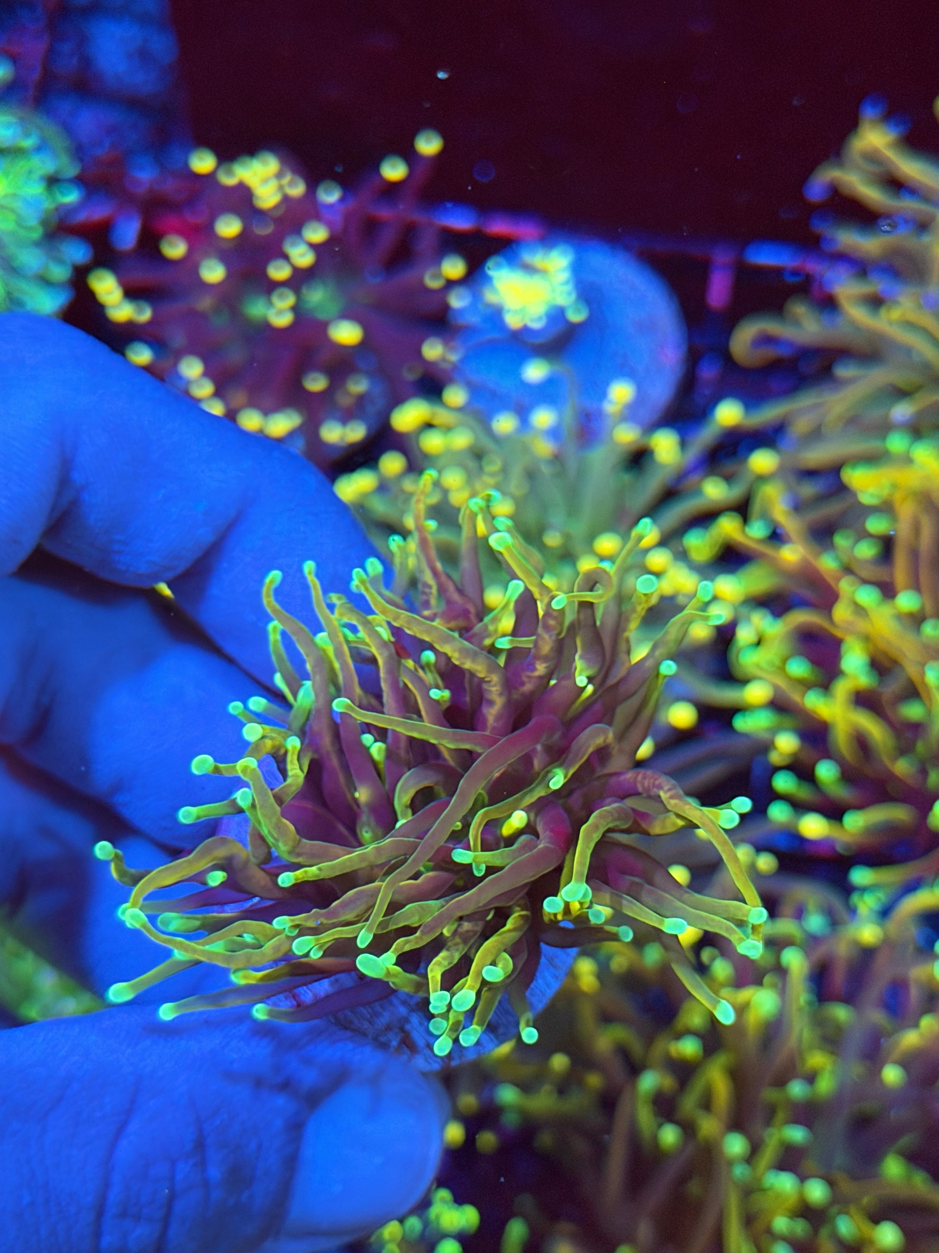 JEA Dragon Fire Torch Coral 1 XL Head