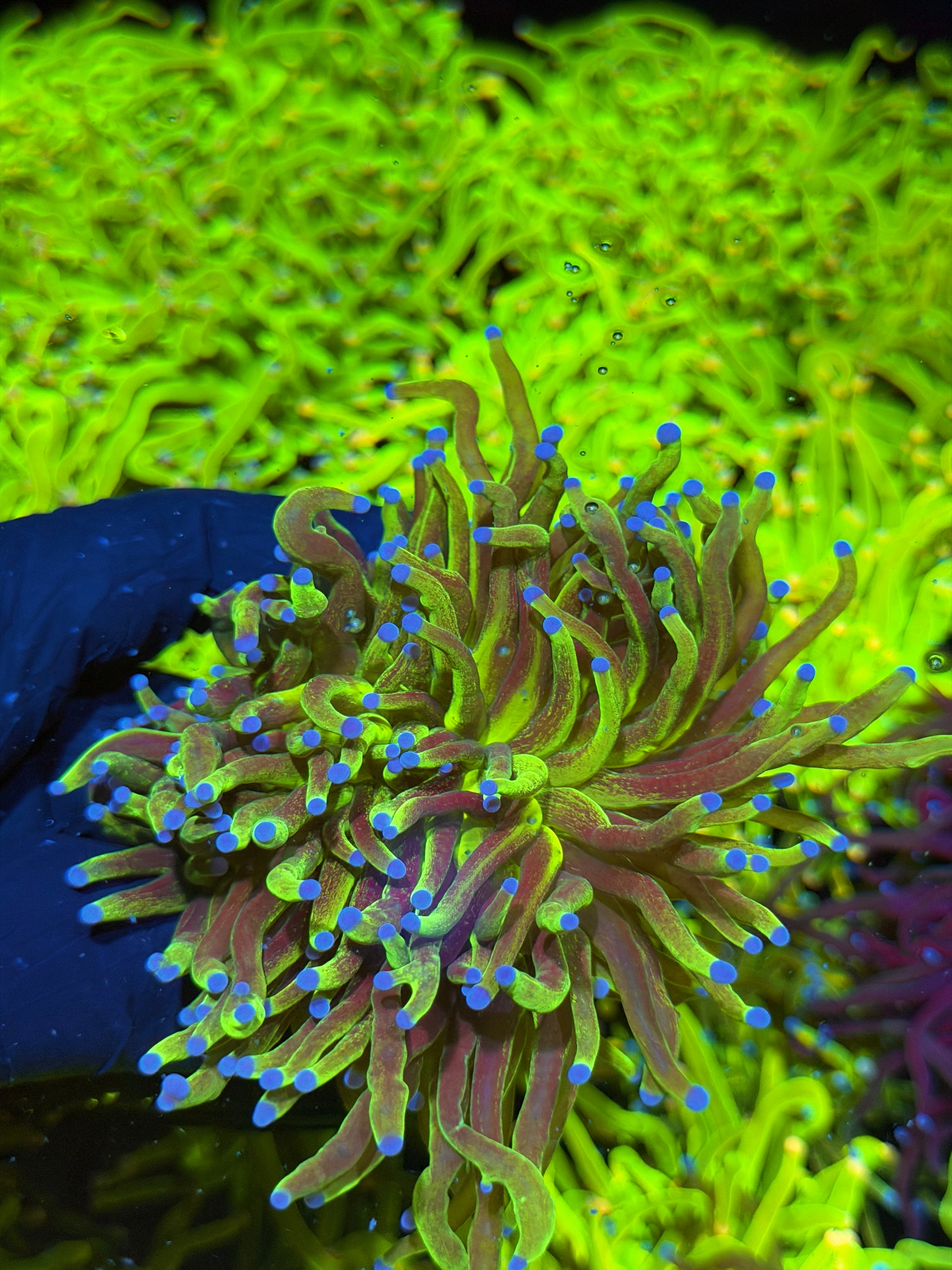 JEA Grafted Malaysian Holy Grail Torch Coral 3 Head Cluster XXXL Show Piece 7/15