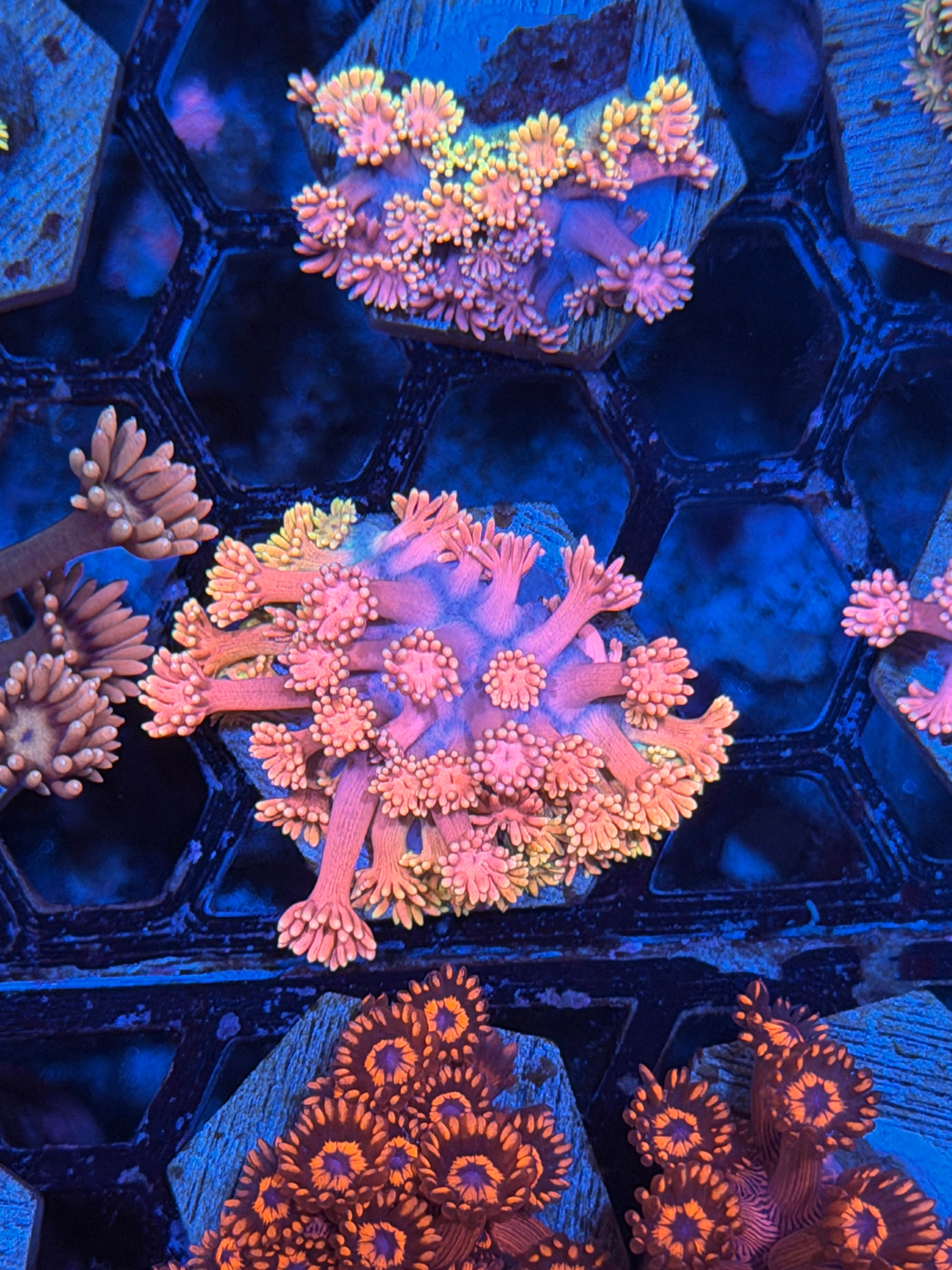 JEA Cherry Blossom Goniopora Coral *New Release* 3/17