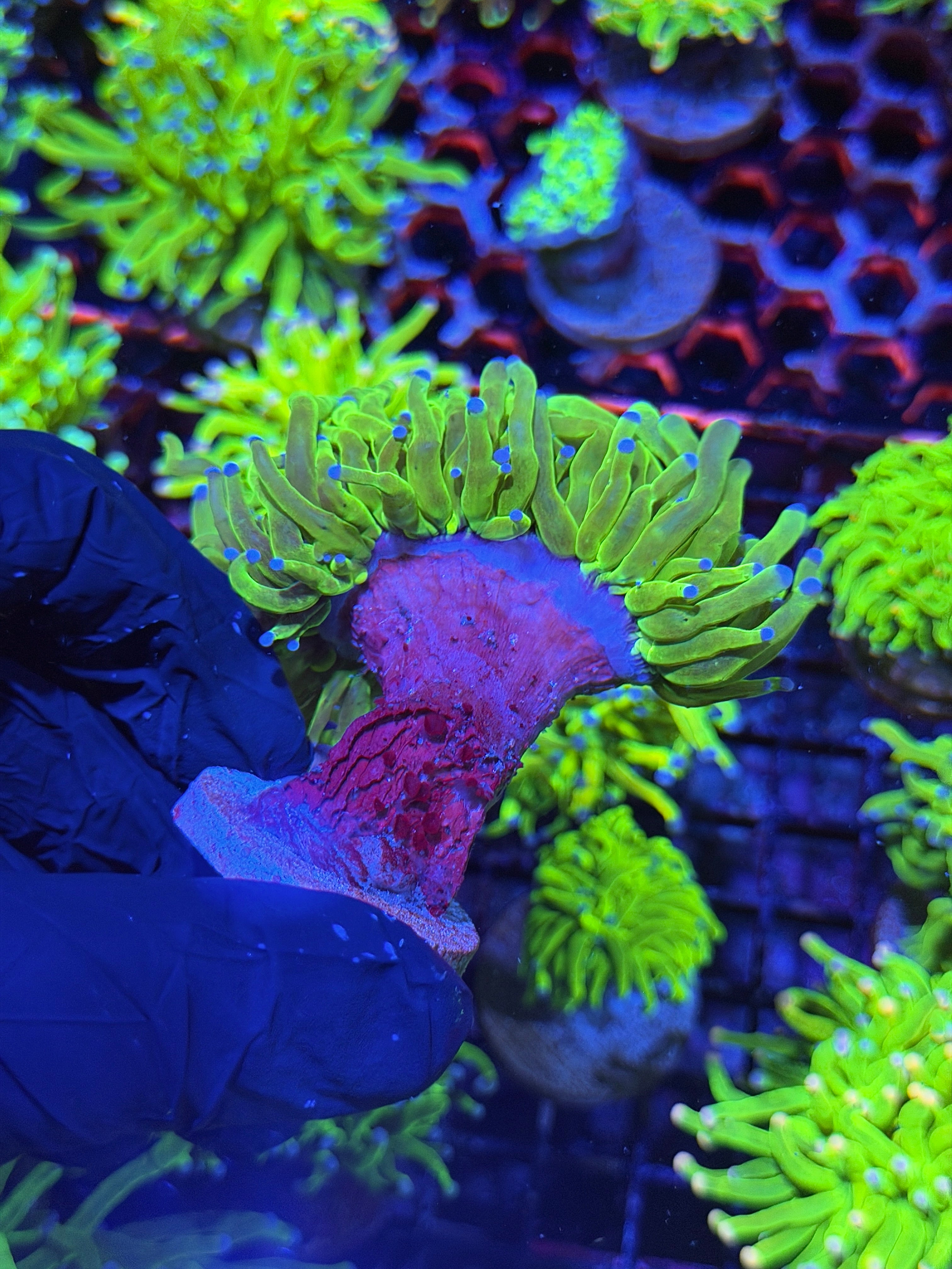 JEA Holy Grail Torch Coral 2 Heads Splitting XL