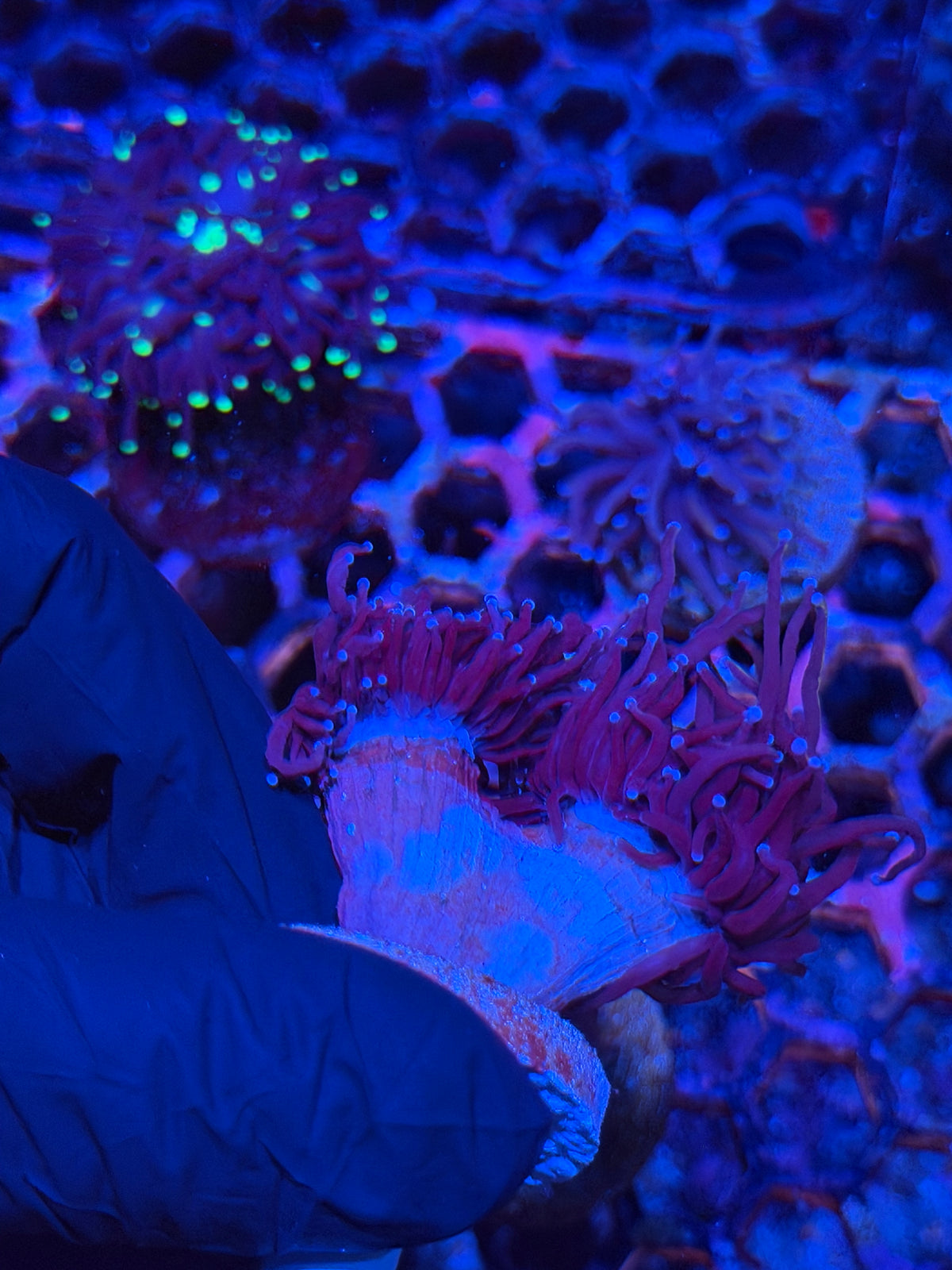 JEA Nightmare Torch Coral 2 Heads XL 9/21