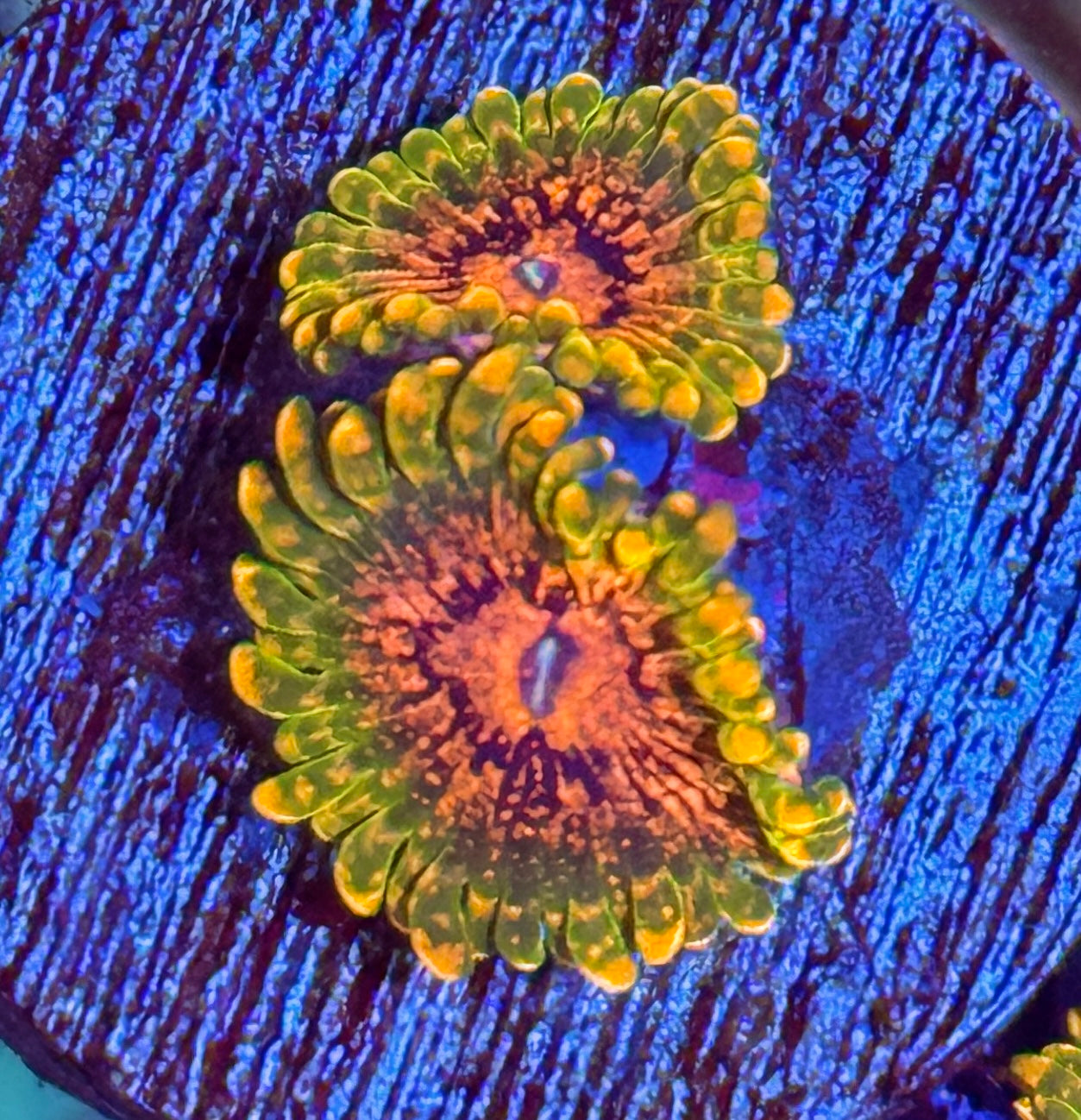 JEA GMK Grand Master Krakatoa Zoanthid Coral 2 XL Polyps