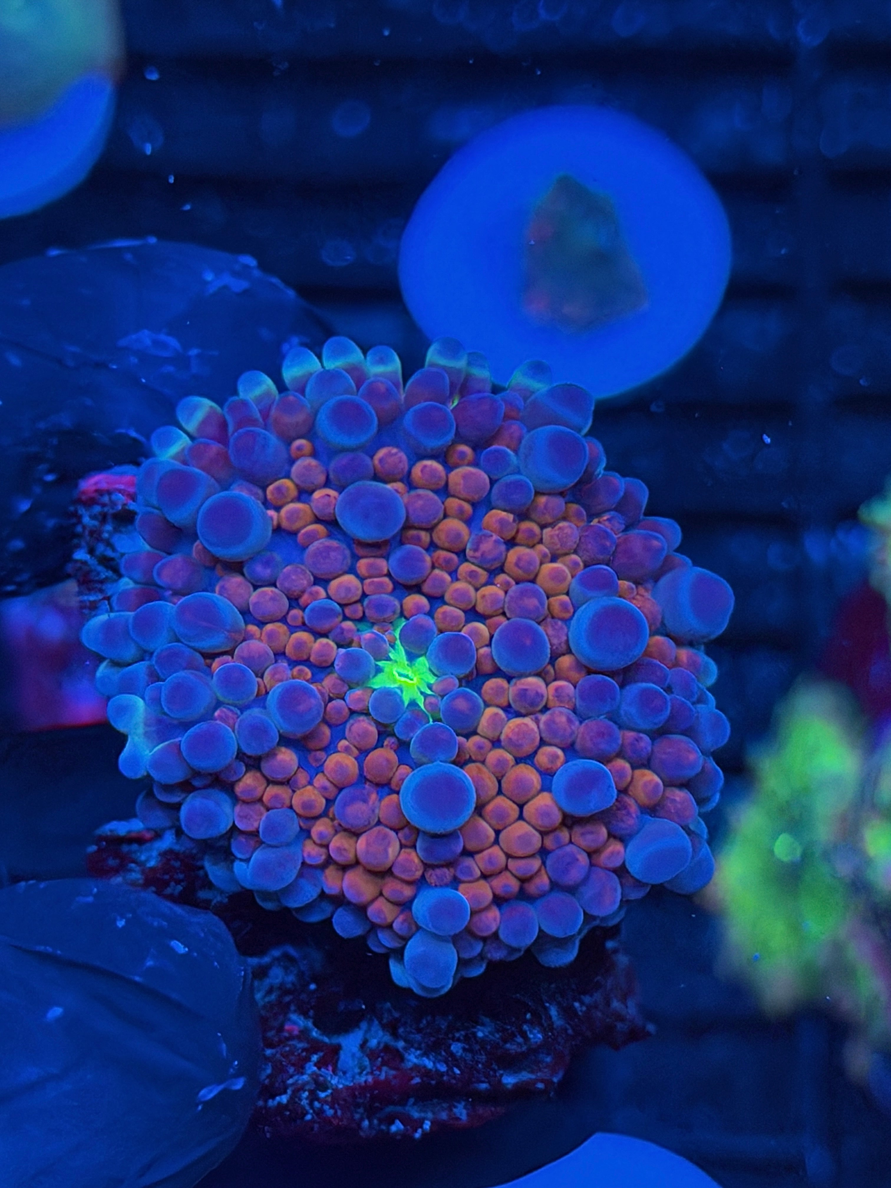 JEA Spider-Man Yuma Mushroom Coral XL Bouncing 9/6