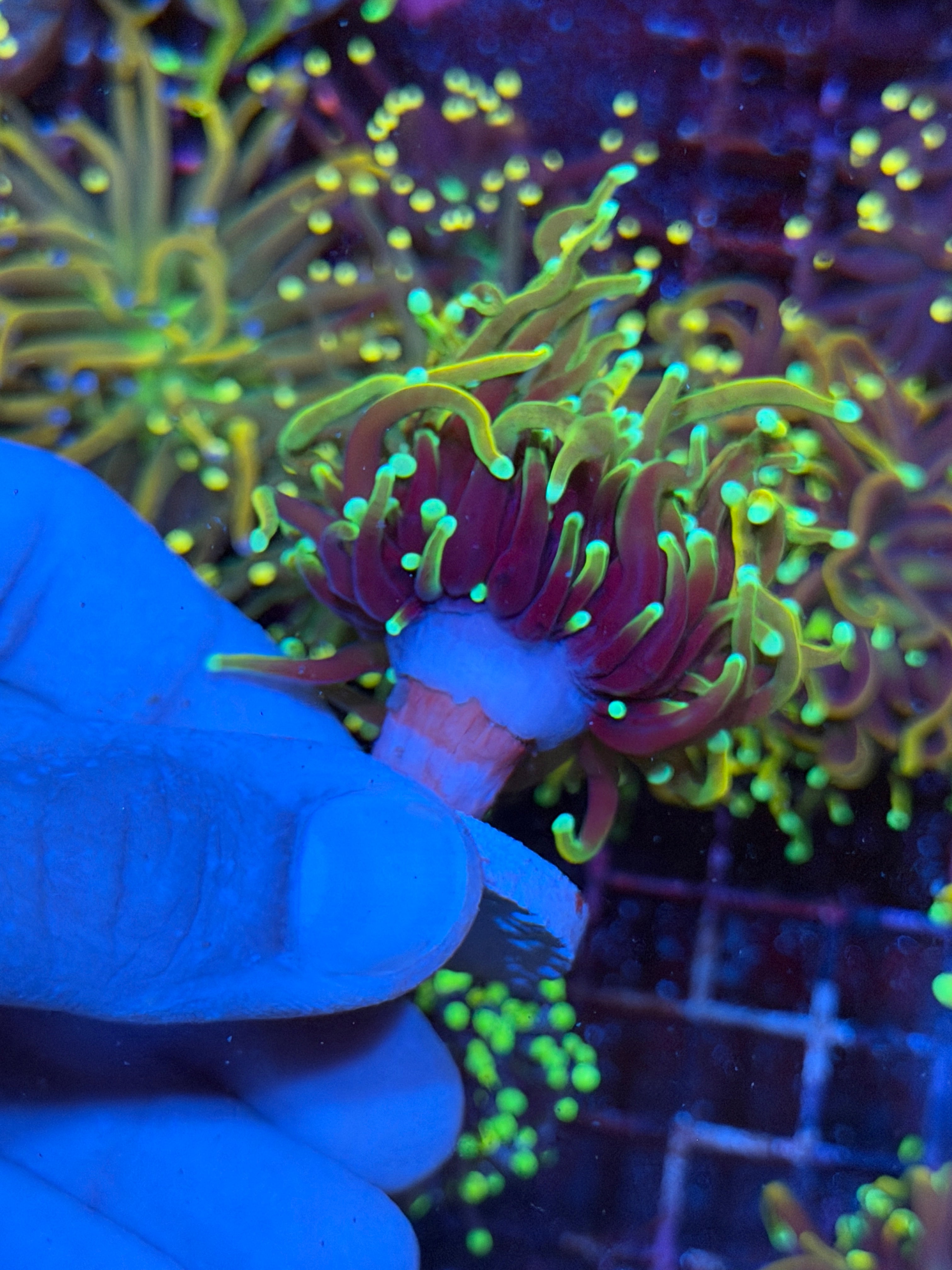 JEA Dragon Fire Torch Coral 1 XL Head Splitting