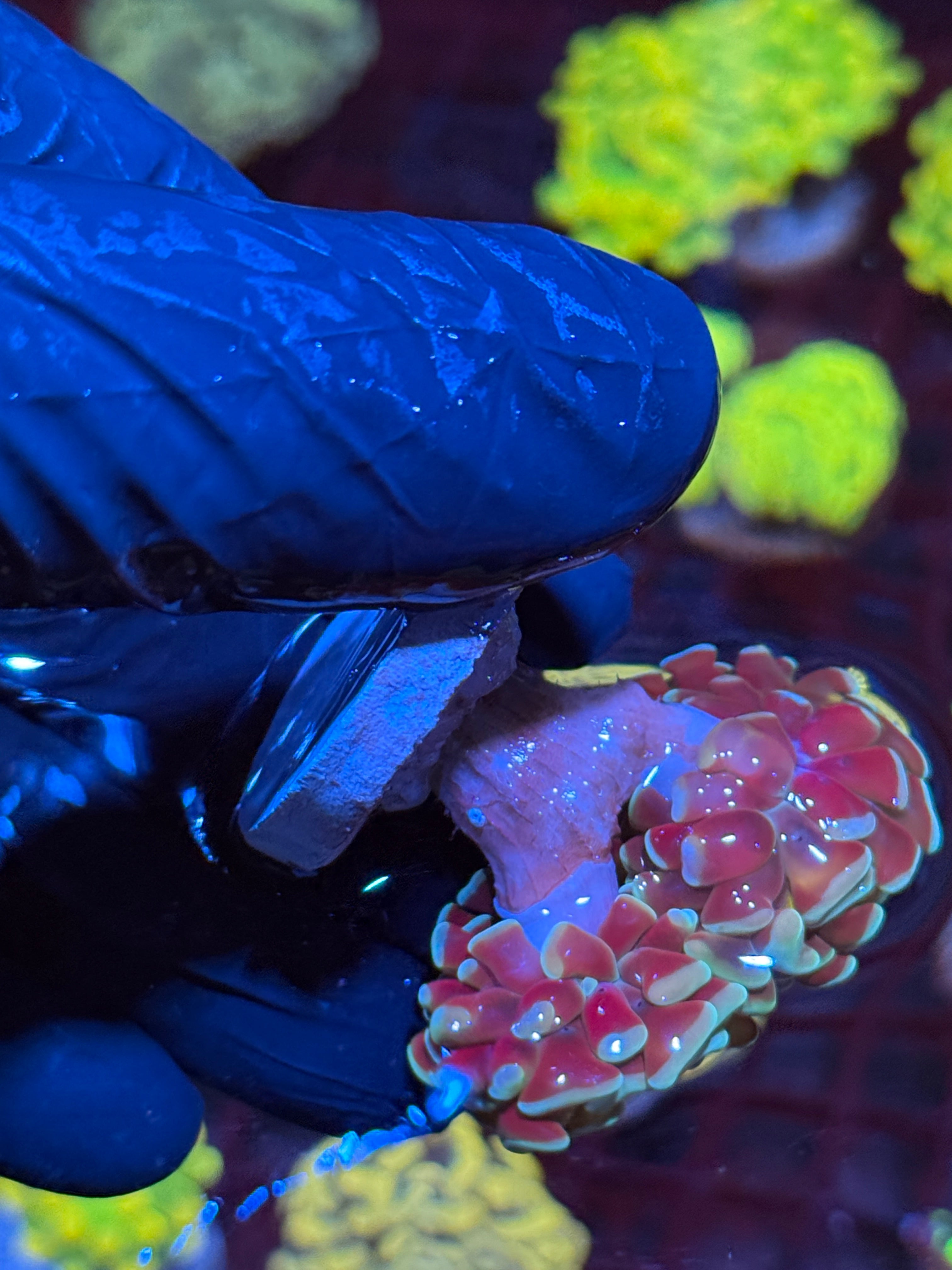 JEA Honey Pot Hammer Coral 2 Heads AQUACULTURED 10/12