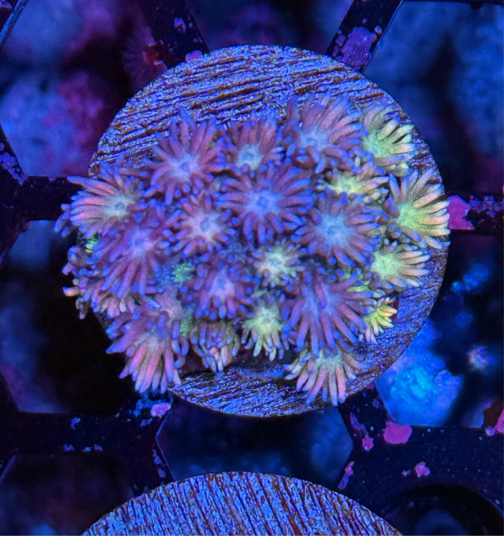 JEA Rainbow Unicorn Goniopora Coral