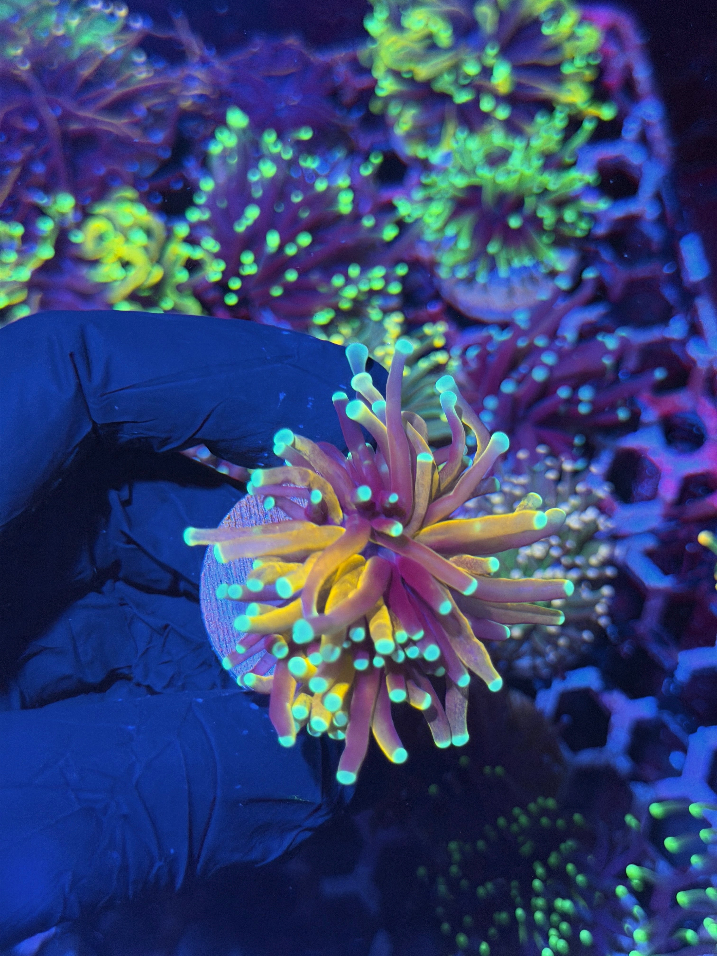 JEA Tiger Torch Coral 2 Heads Splitting XL 7/31