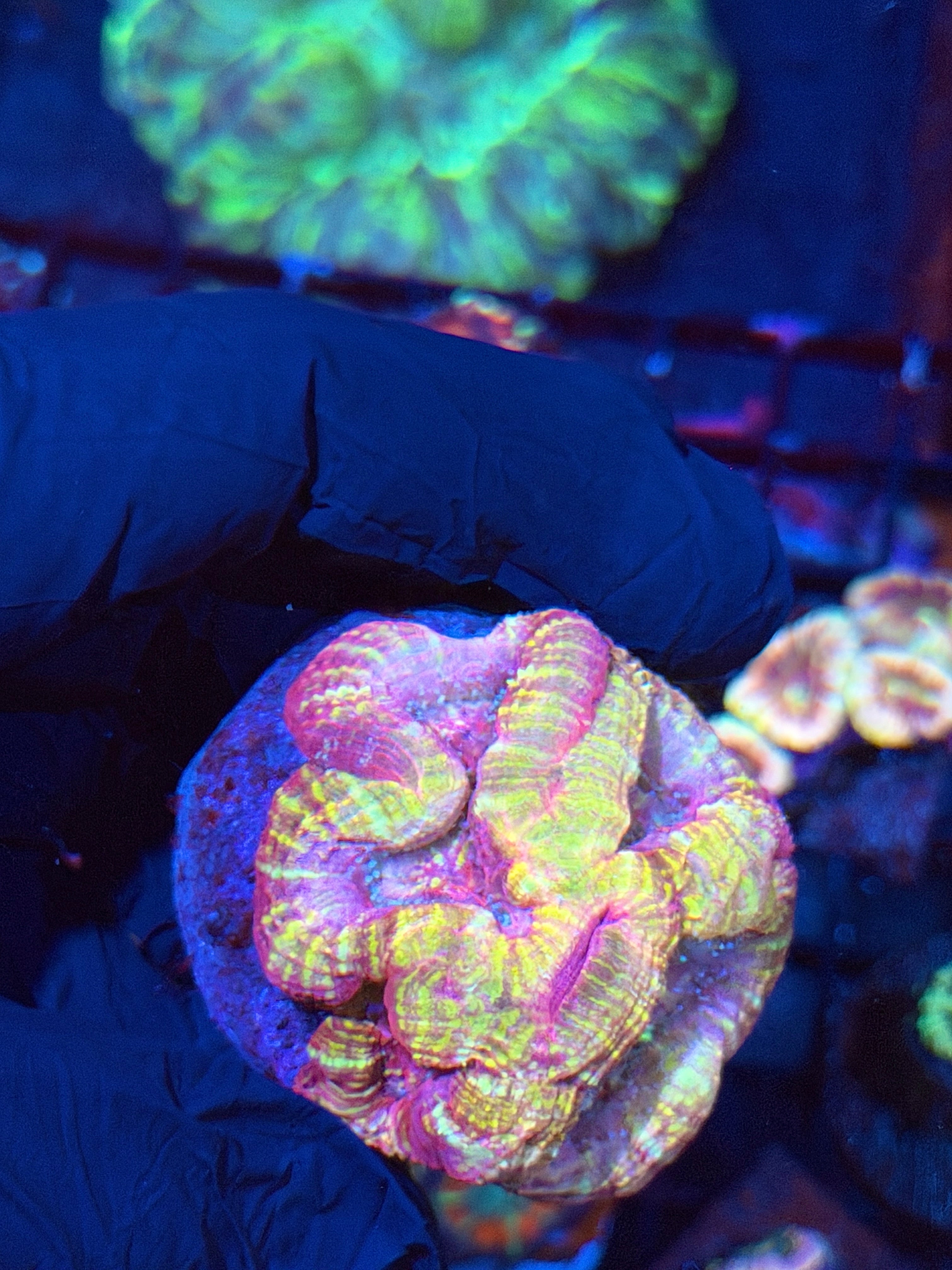 JEA Pink Cosmos Bowerbanki Coral Mini Colony