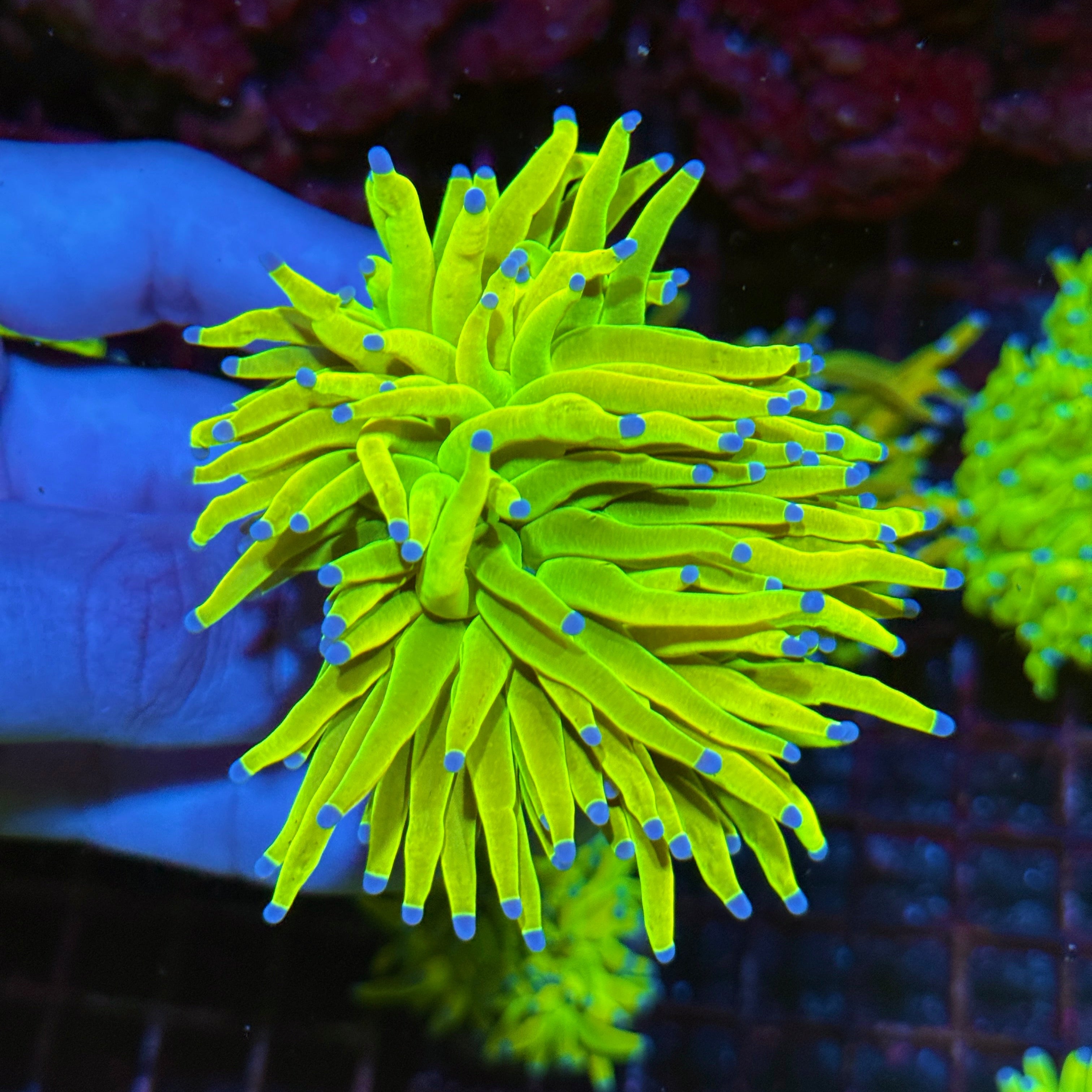 JEA Holy Grail Torch Coral 1 Splitting XXL Head