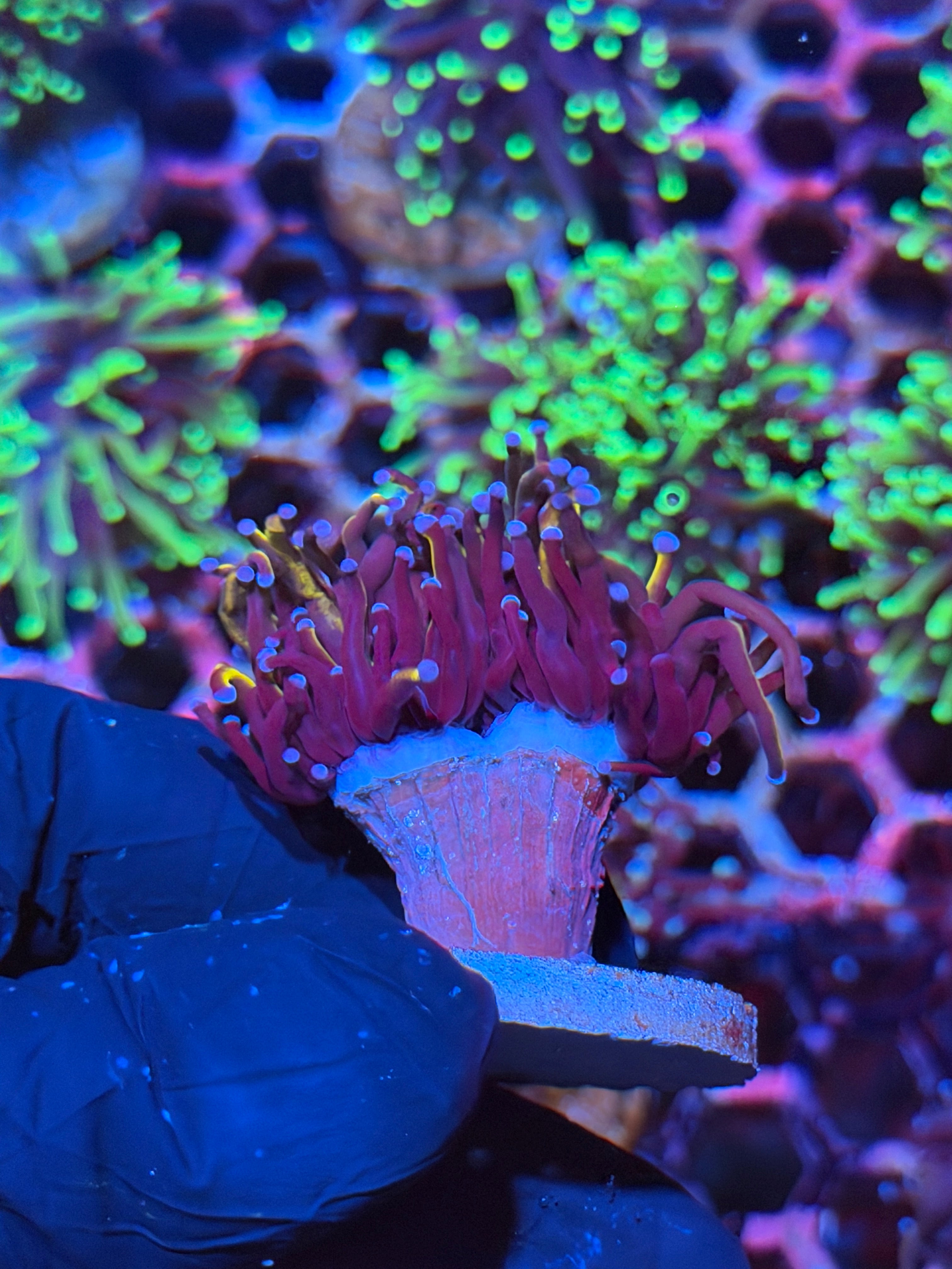 JEA Orange Peel Torch Coral 2 XL Heads 9/6