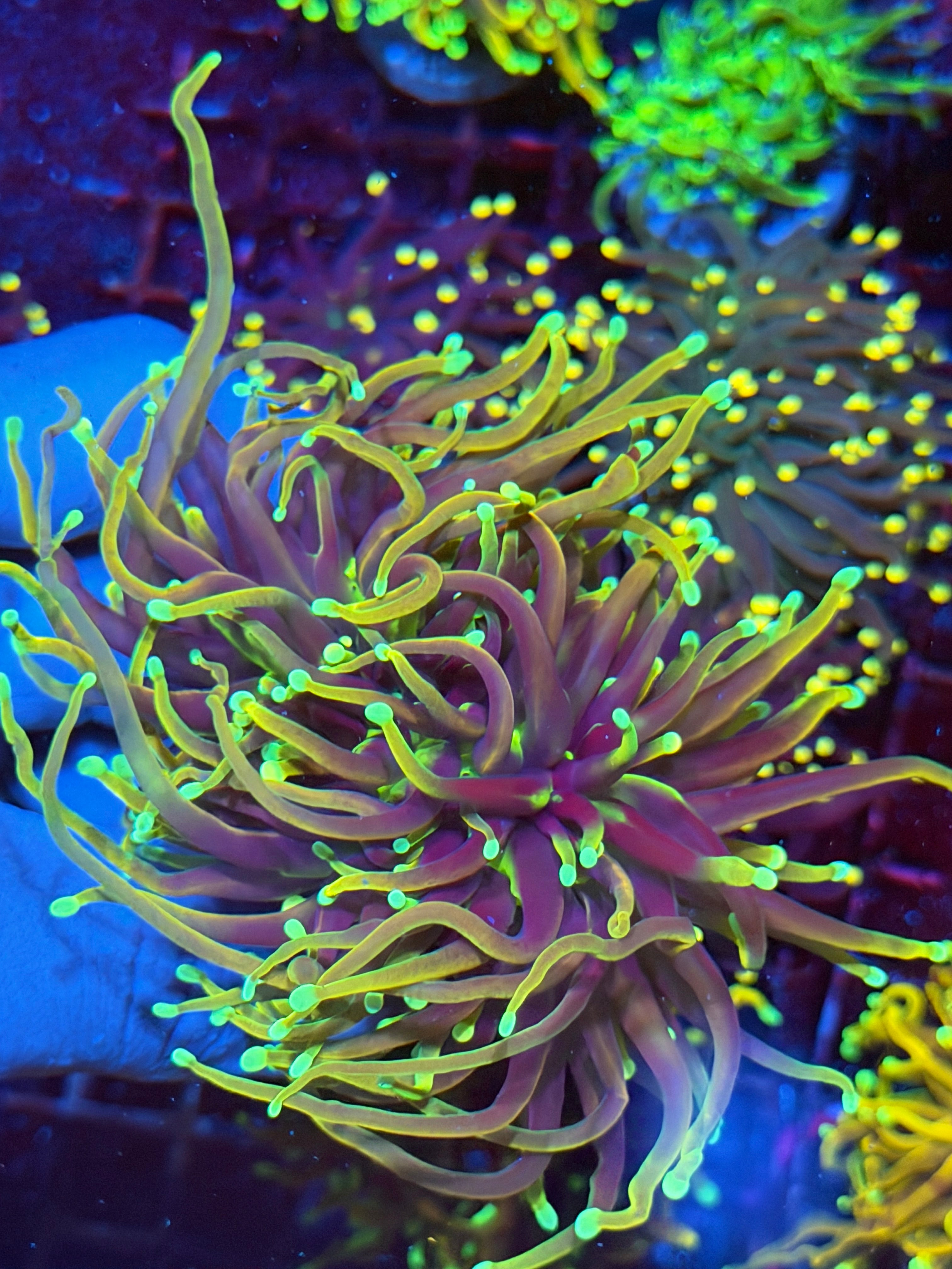 JEA 21 Tails Torch Coral 2 XXL Heads Splitting