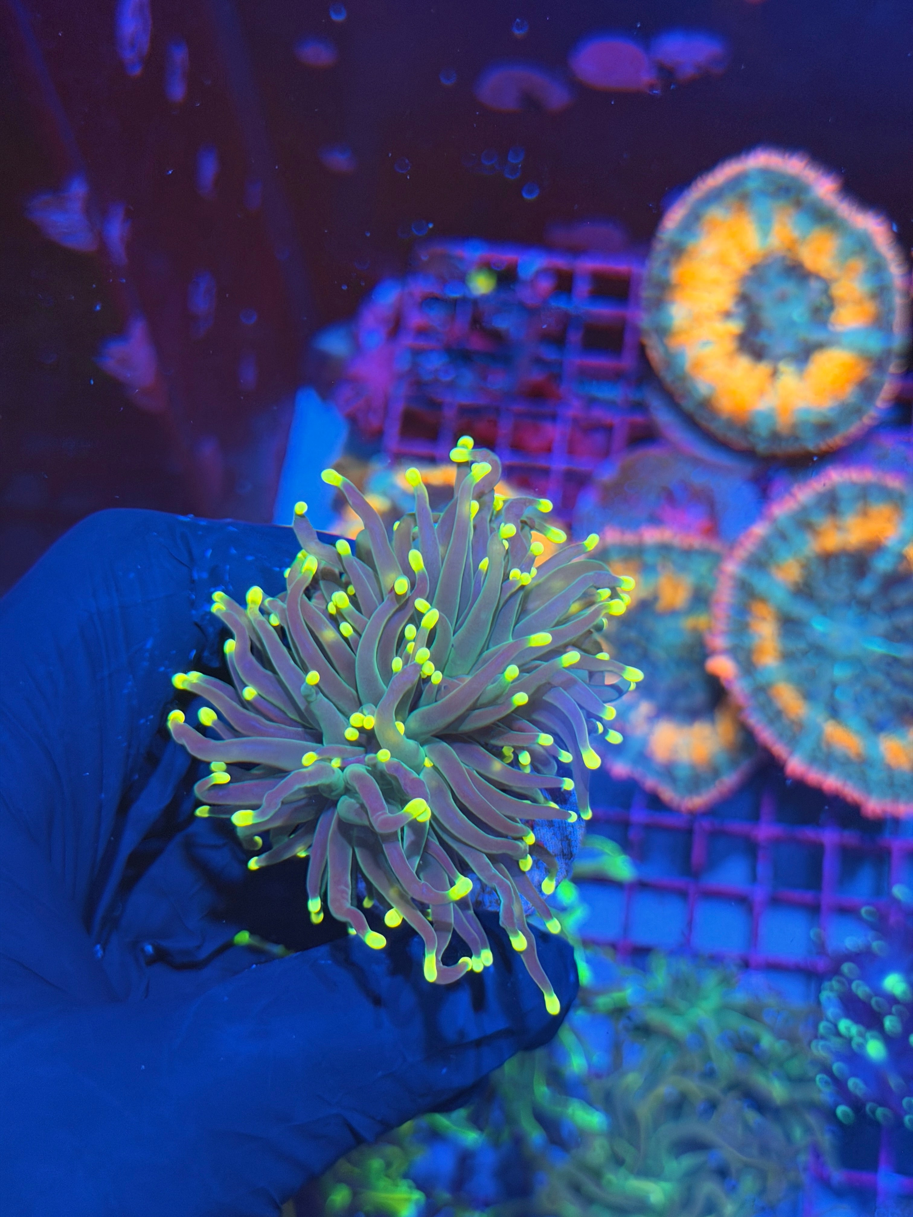 JEA Lemon Drop Torch Coral 2 Headz 7/15