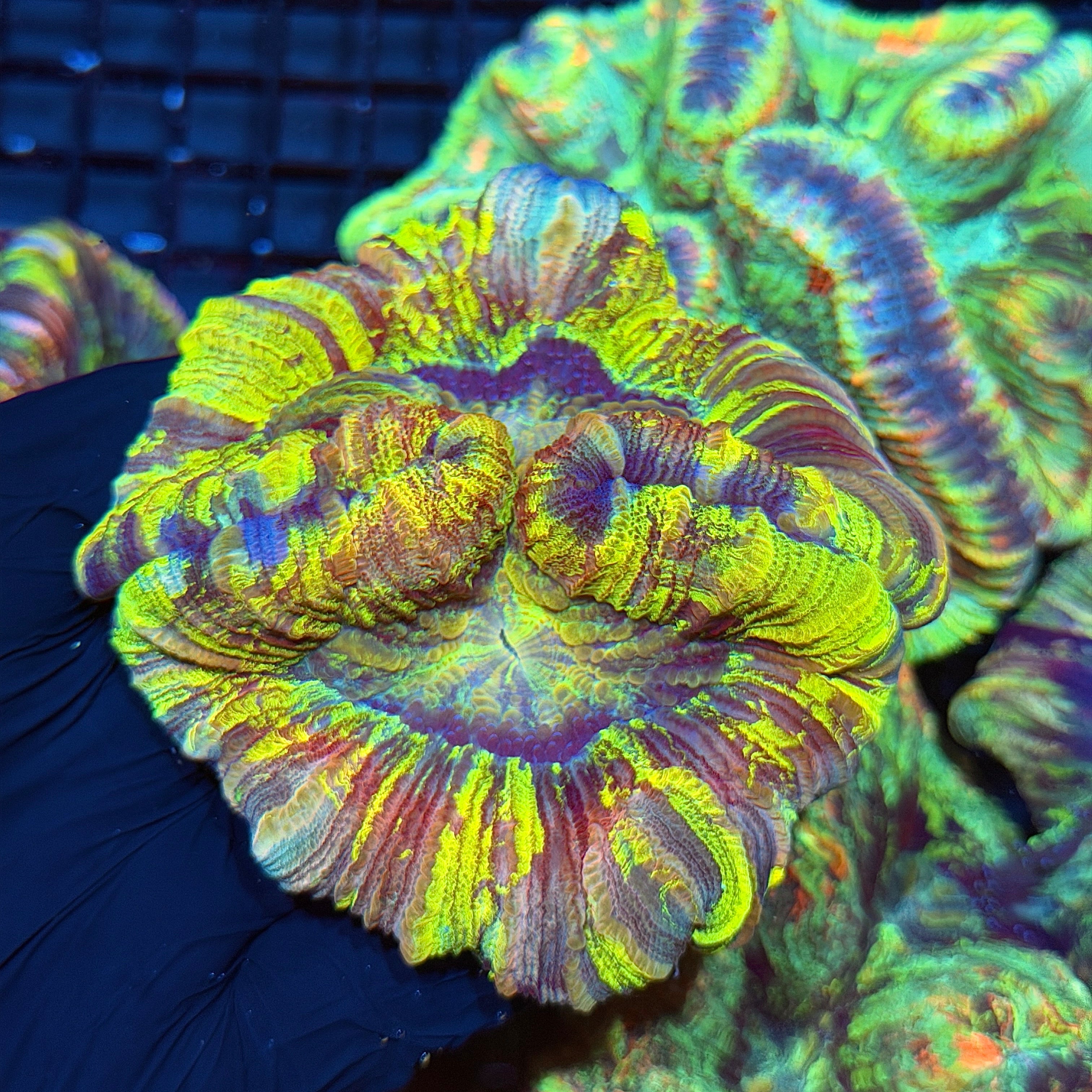 Insanely Bright Multicolor Trachyphyllia Meat Coral XL 6/3
