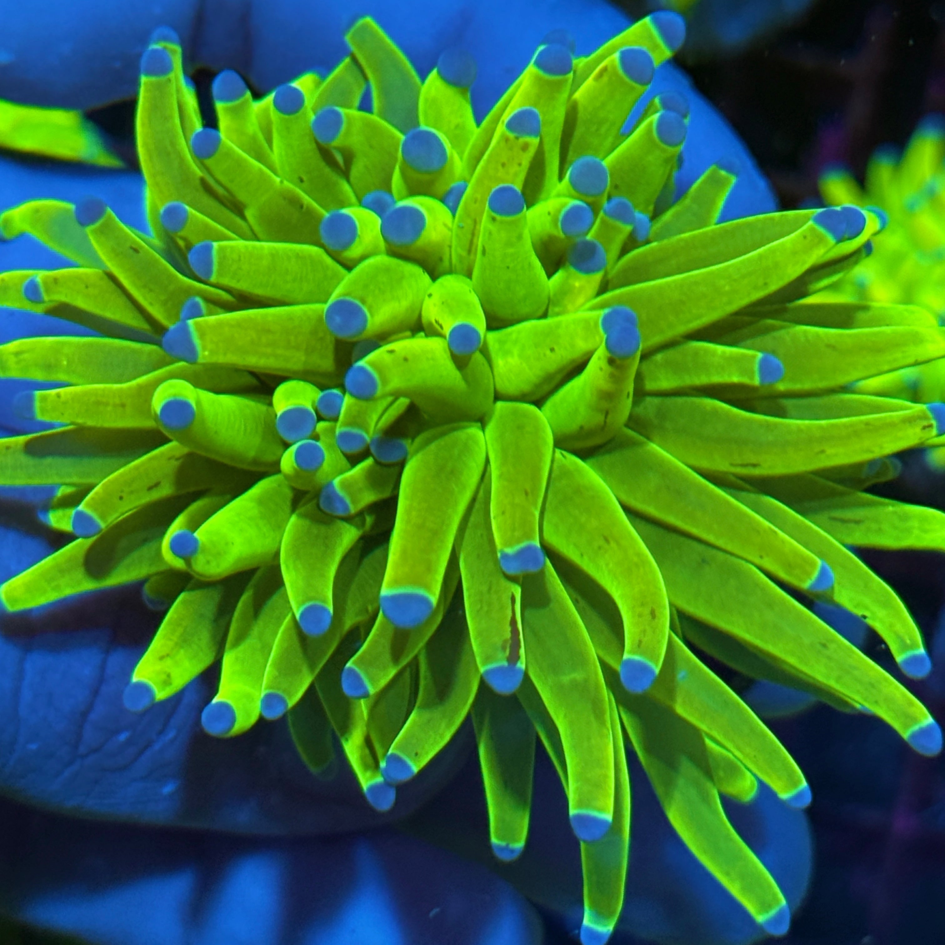 JEA Grafted Tentacle Malaysian Holy Grail Torch Coral