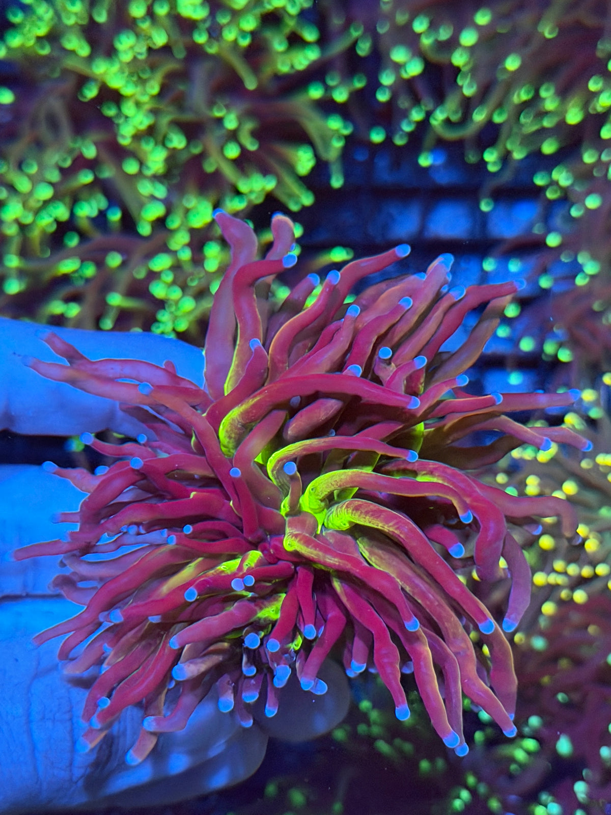JEA Demon Goddess Torch Coral 1 XXXL Head Splitting 9/22