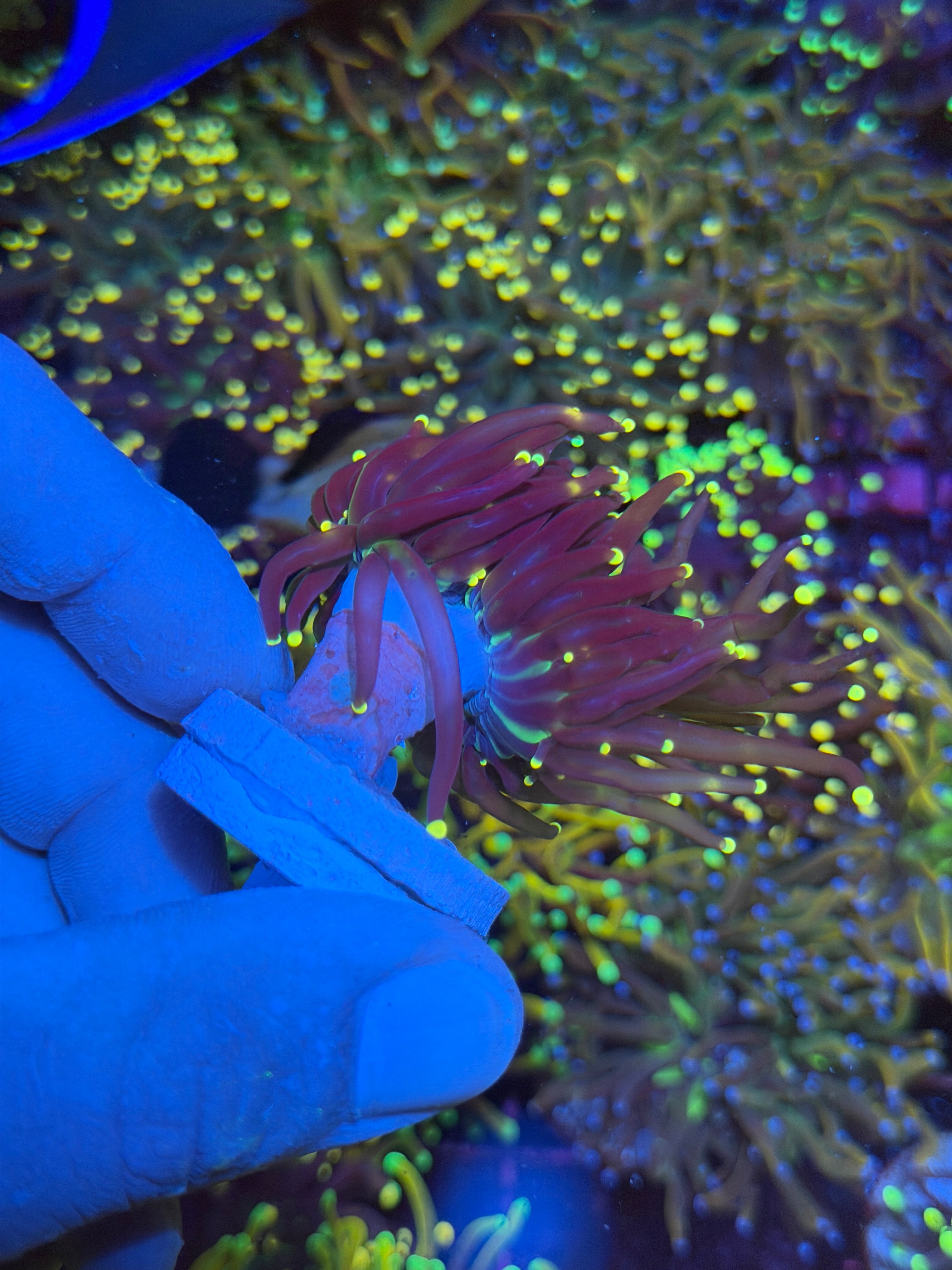 JEA Joker Torch Coral 2 Heads XL 6/4