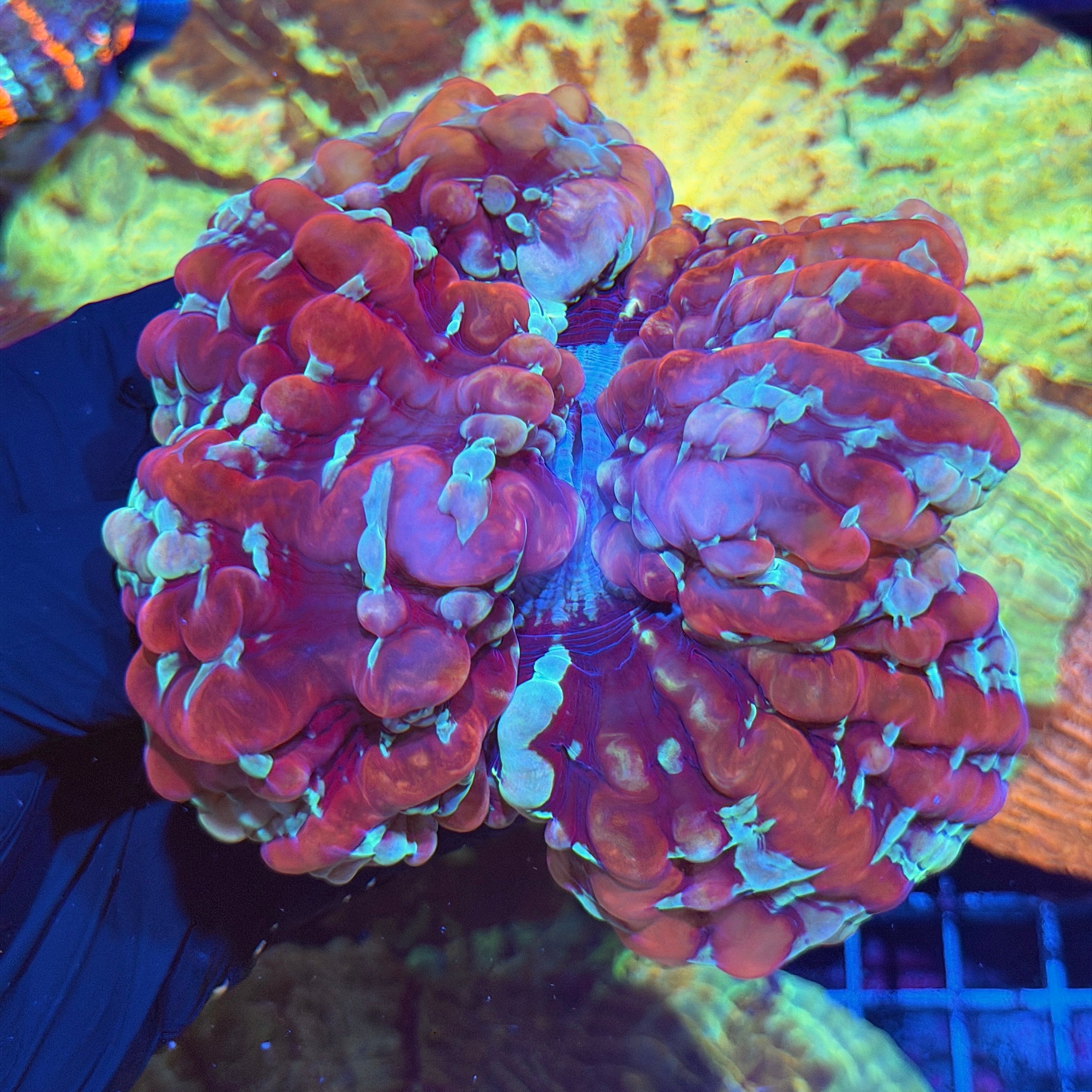 Multicolor Indophyllia Meat Coral XXL 6/4