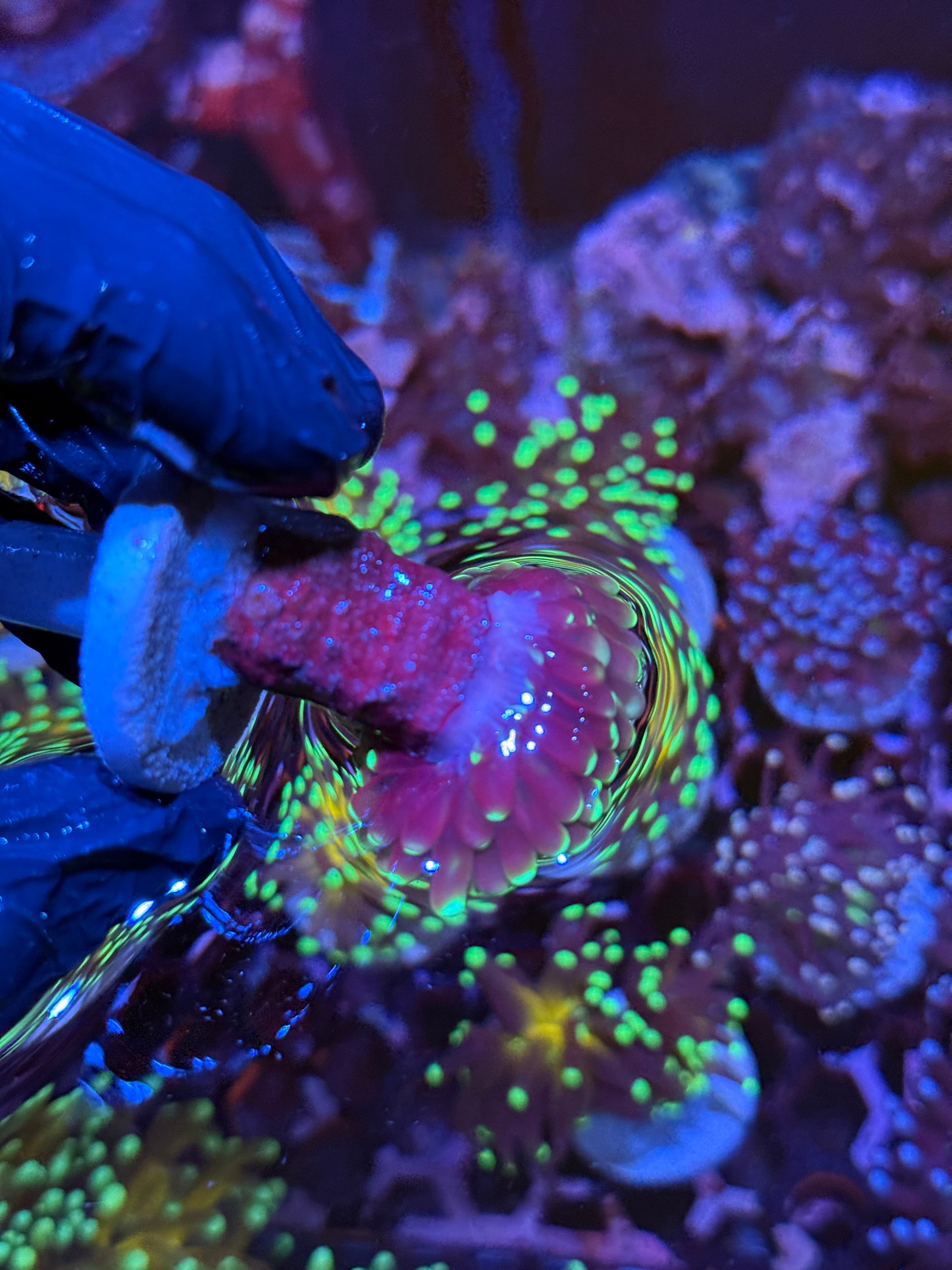 JEA Branching Tiger Torch Coral 1 XL Head