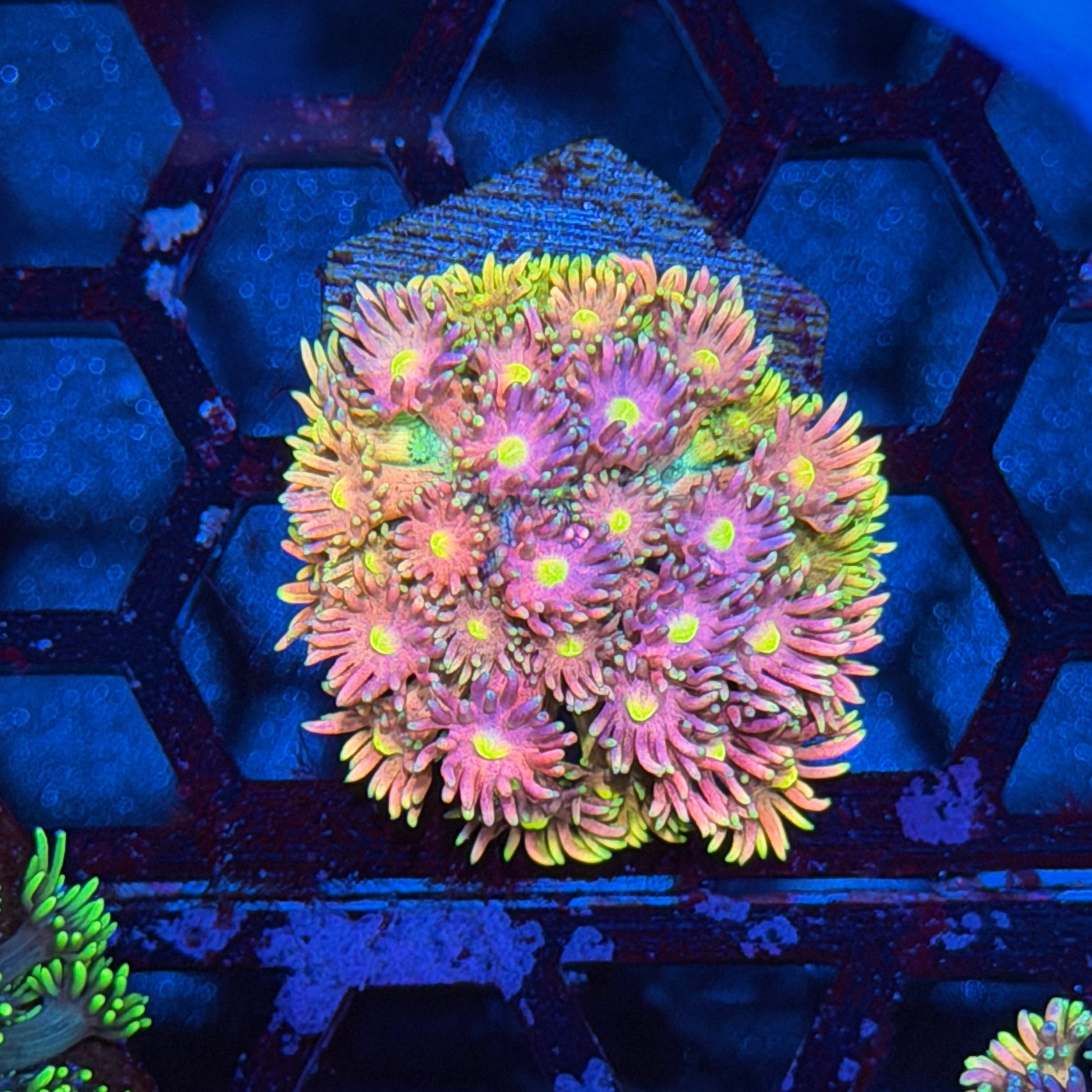 JEA Pixie Stix Goniopora Coral 6/3