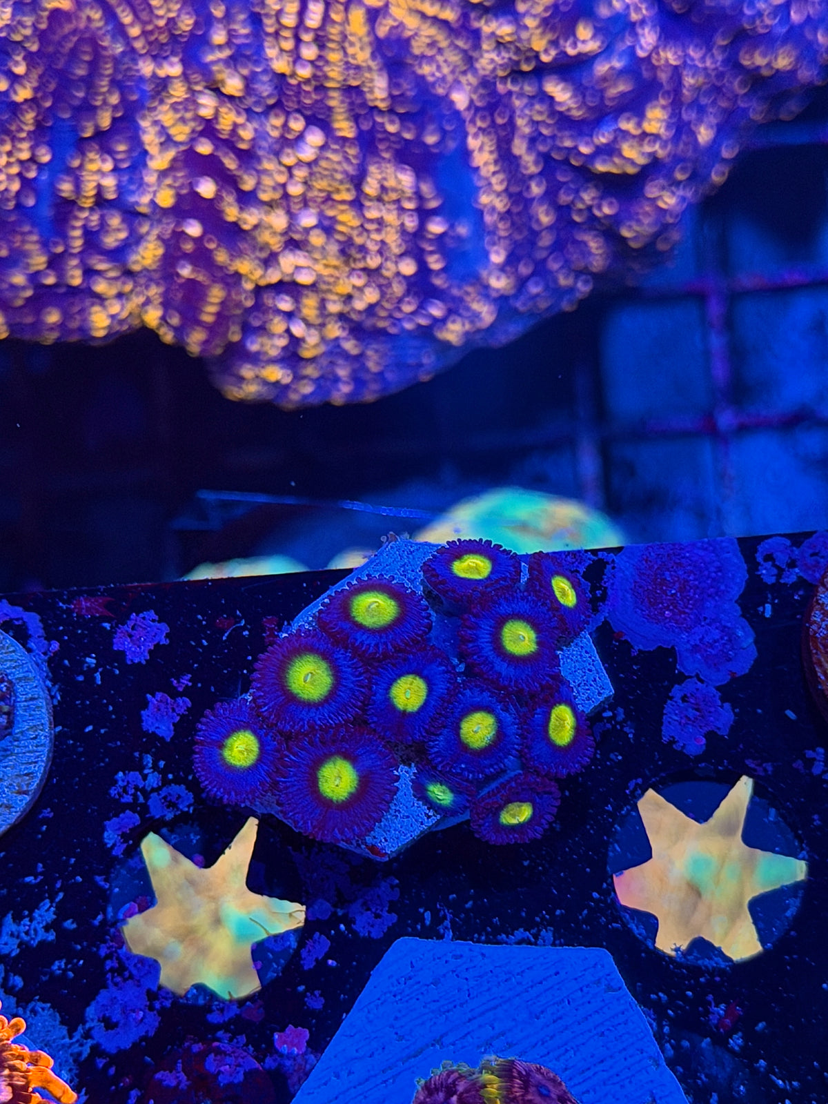 JEA AOI Zoanthid Coral 12 Polyps