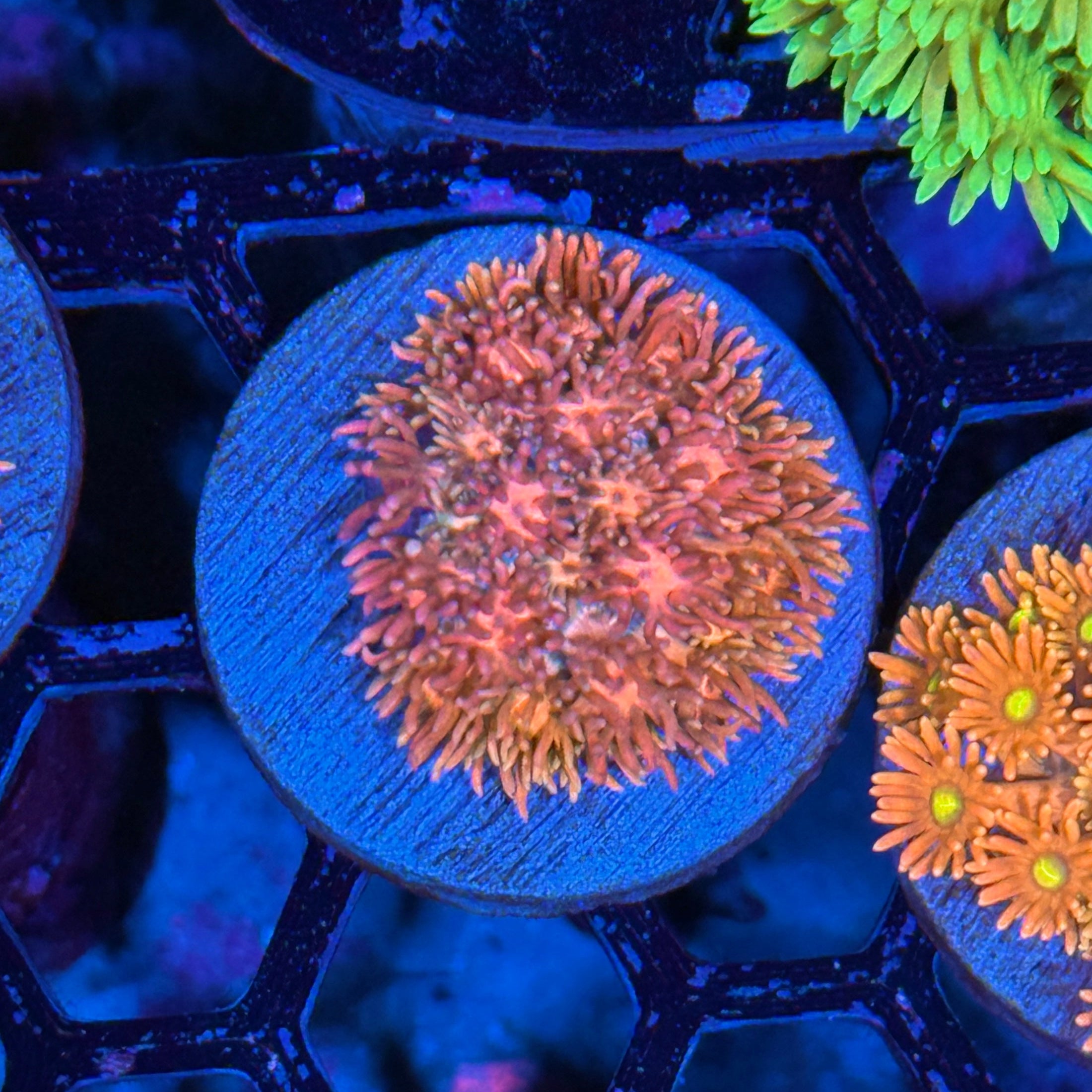 JEA Mango Sorbet Goniopora Coral 10/12