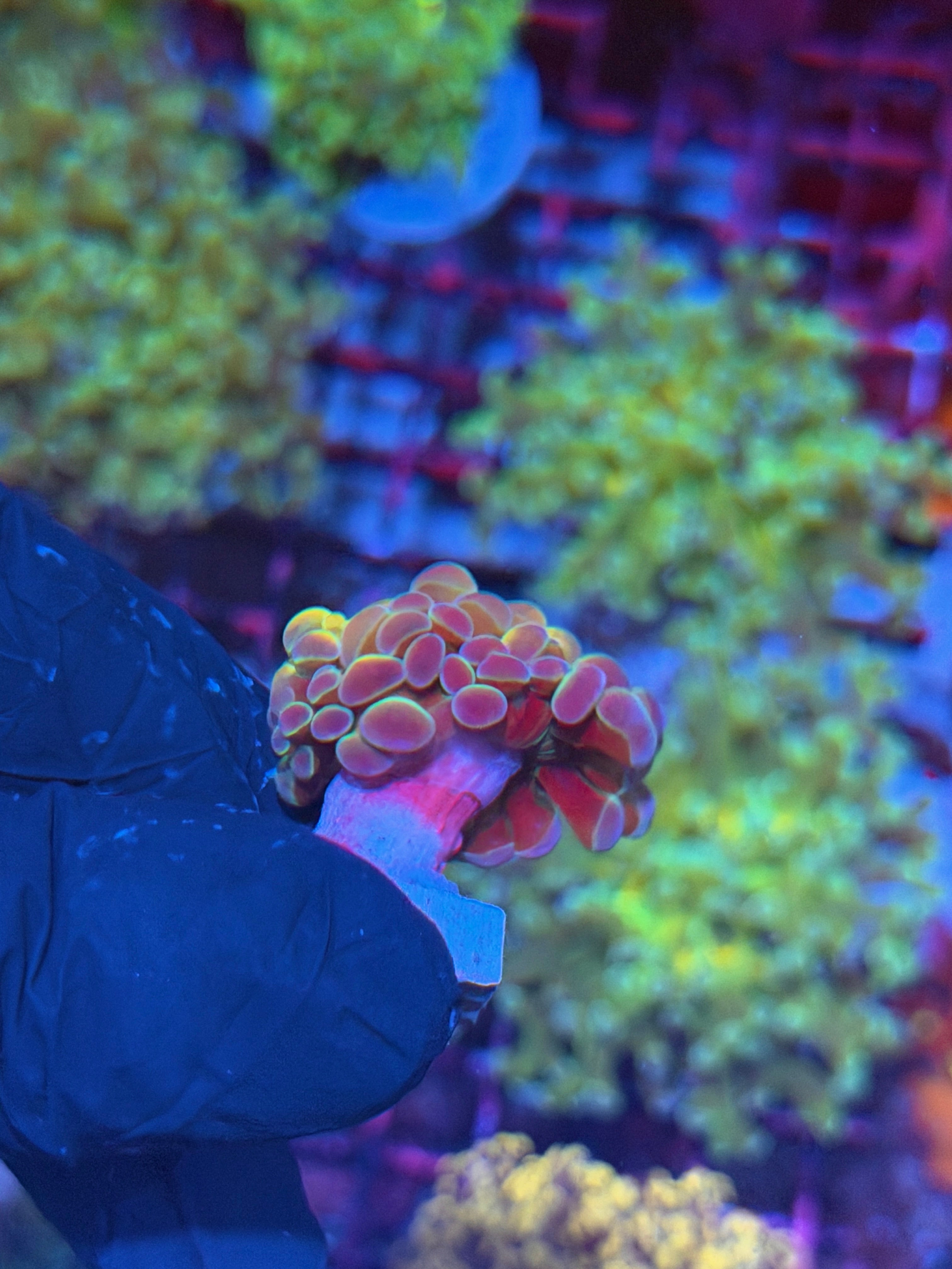 JEA Orange Holo Hammer Coral 1 Head 7/31
