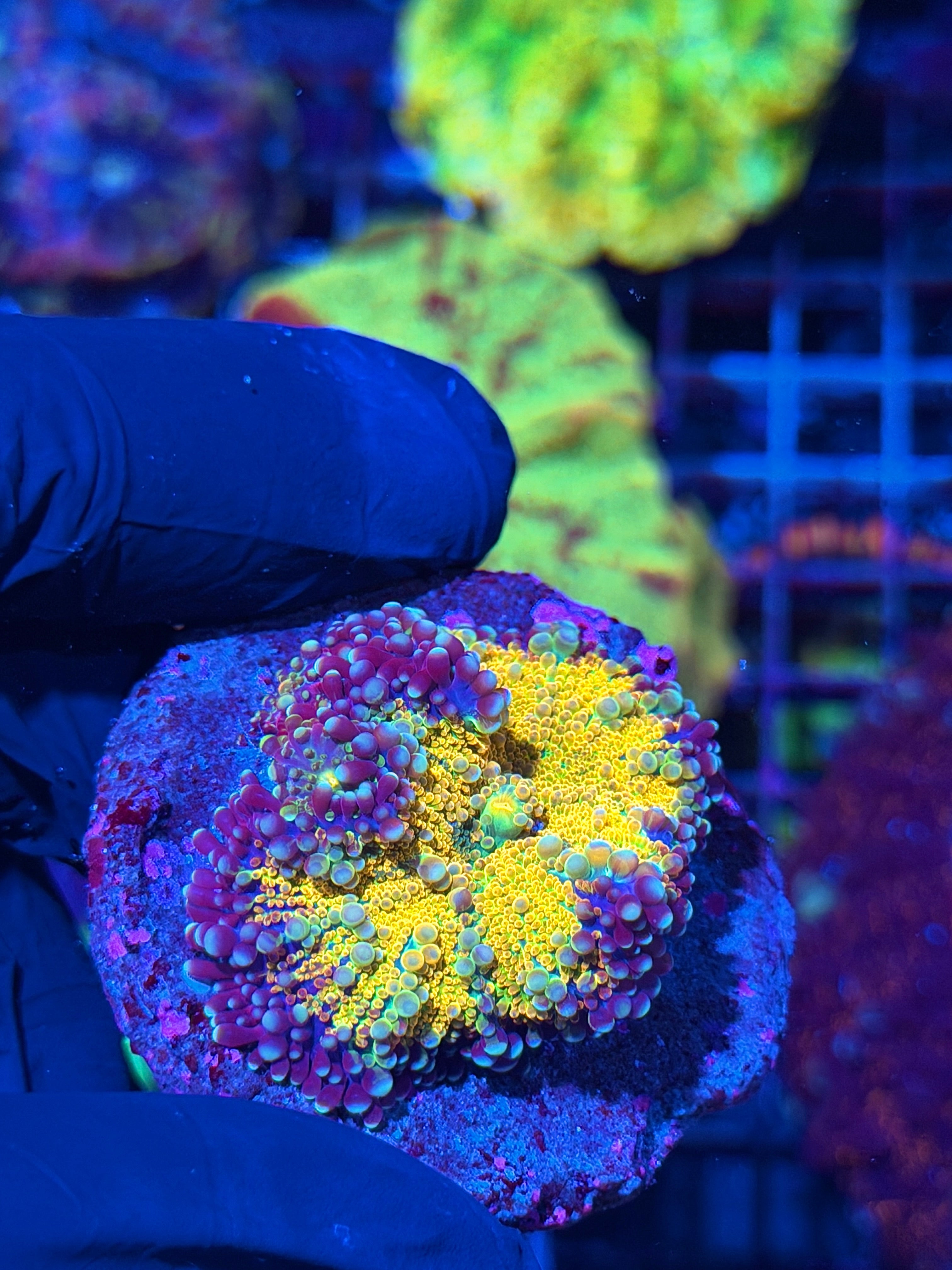 JEA Rainbow Galaxy Yuma Mushroom Coral XXL
