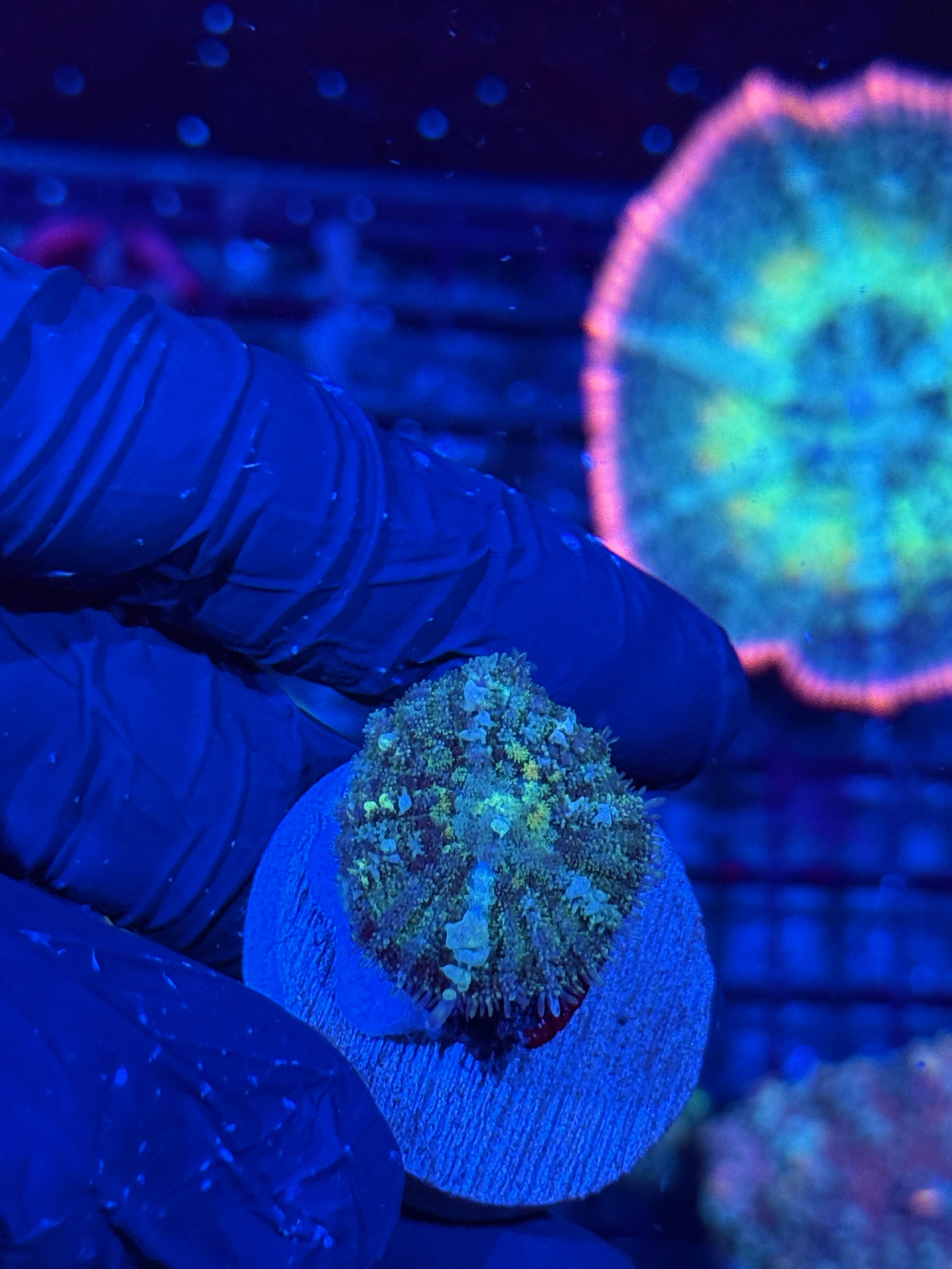 JEA Godspawn Bounce Mushroom Coral Mother Colony shown in video 7/2